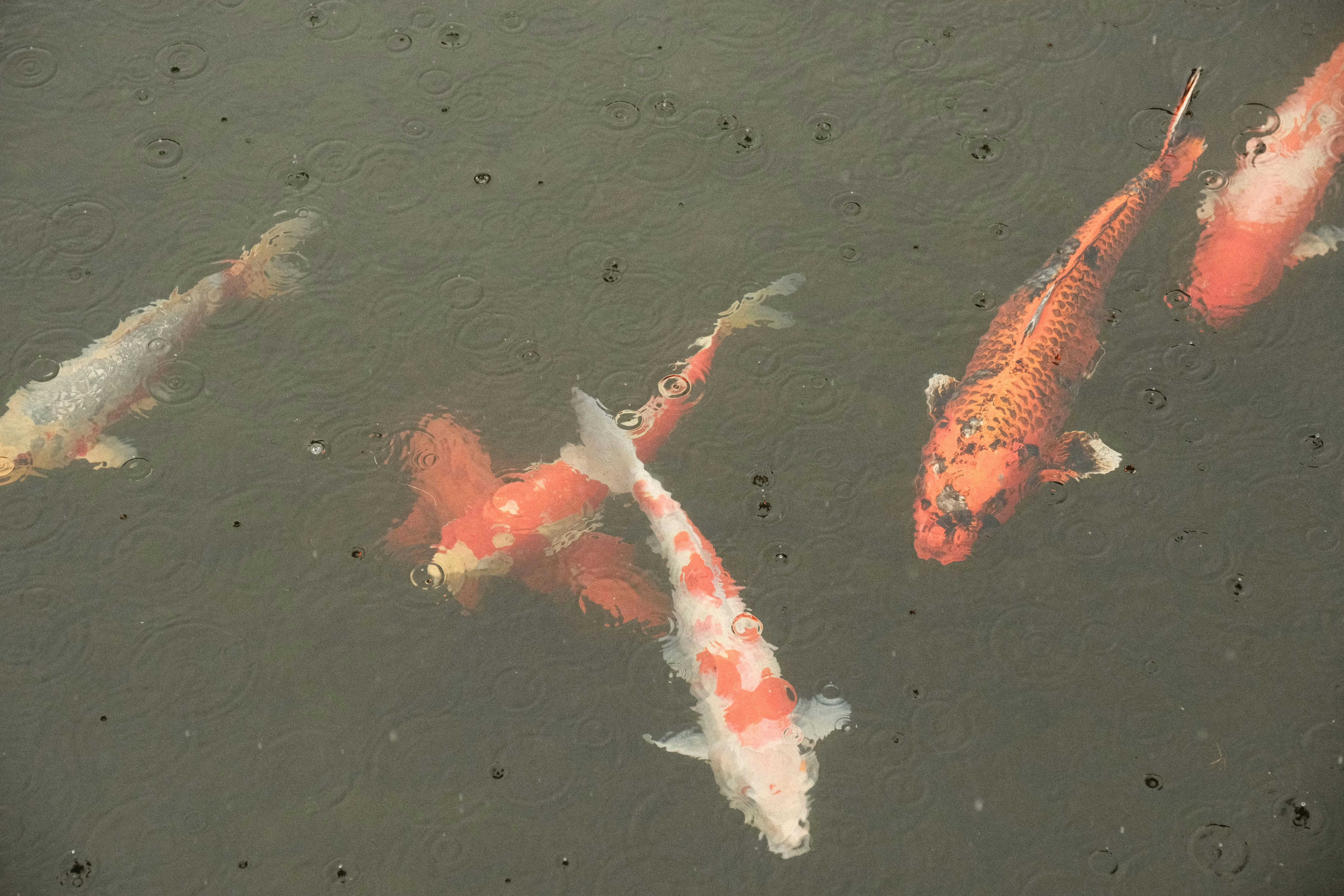 Nature's Palette: Capturing the Art of Japanese Gardens in Himeji Image 3