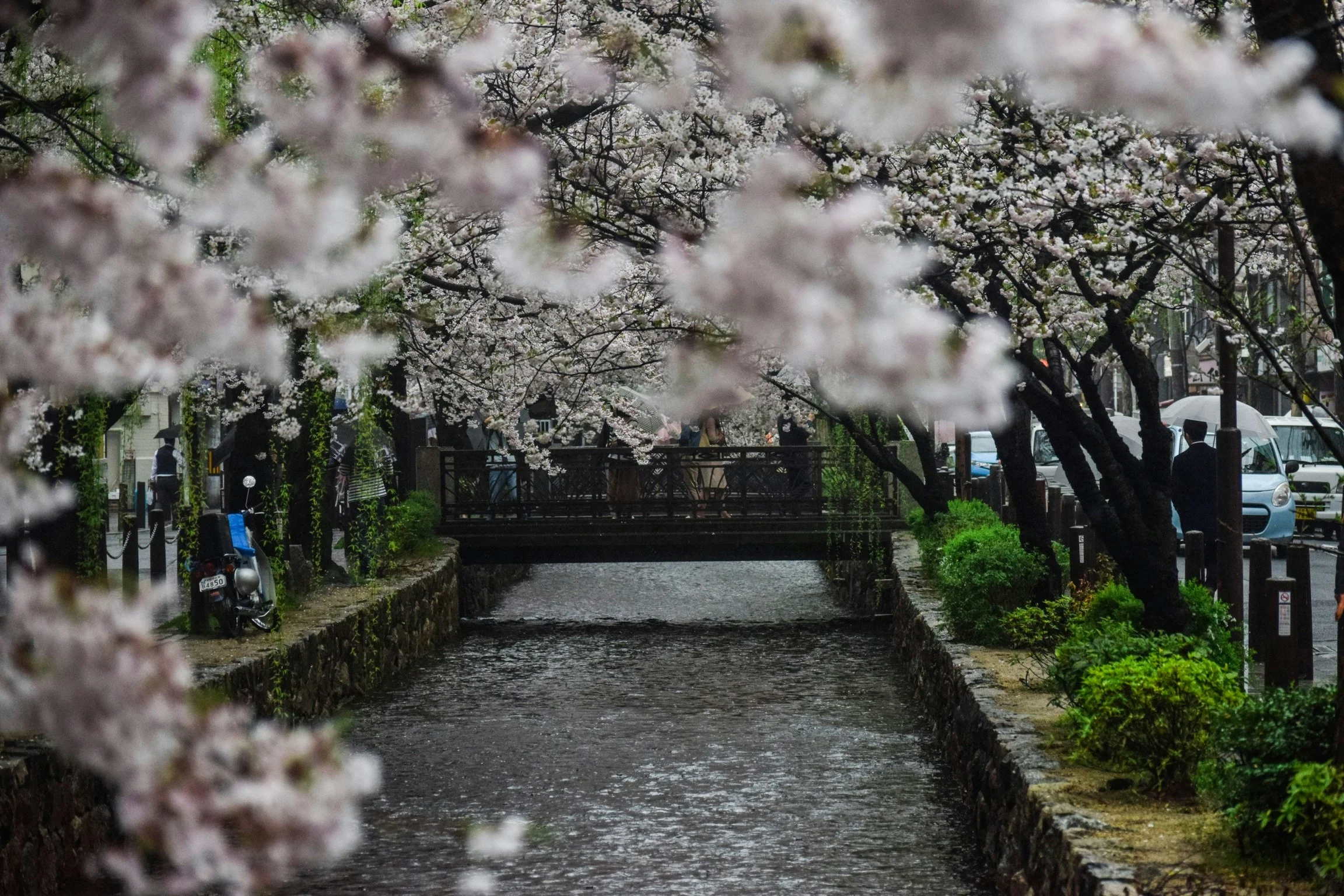 Language Lessons in Bloom: Spring-Focused Travel in Kyoto