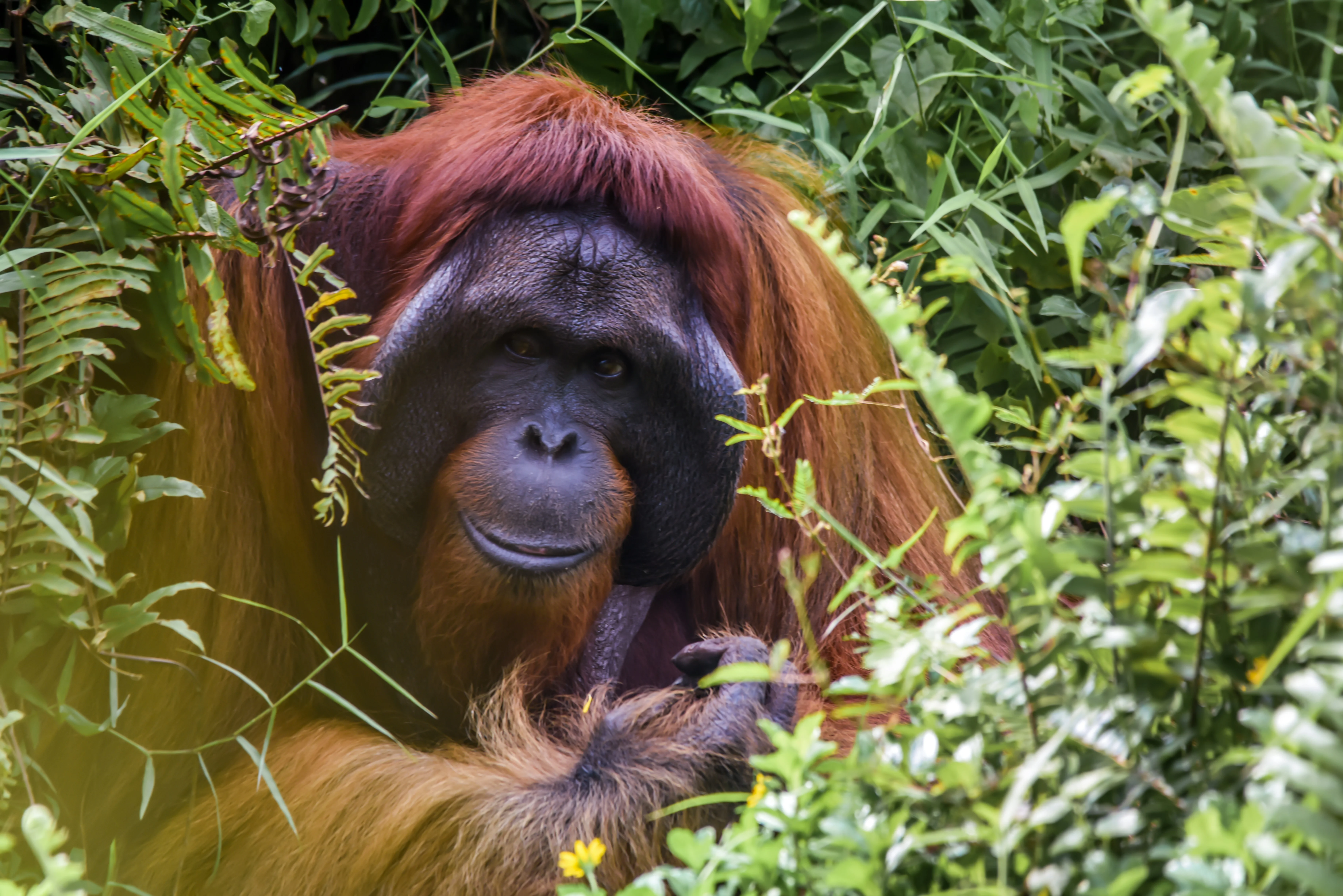 Kings of the Jungle: Responsible Wilderness Adventures with Borneo's Orangutans Image 1