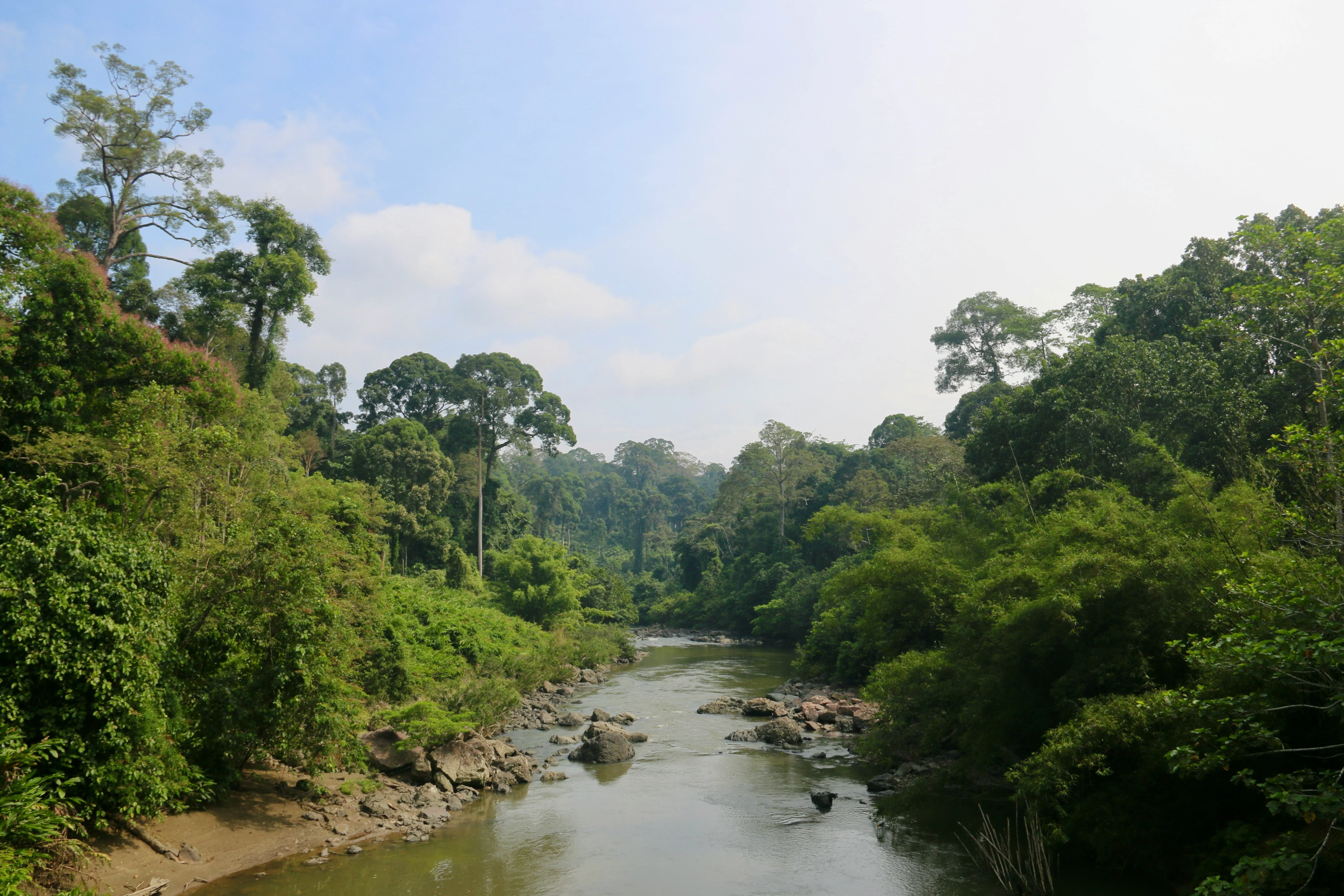 Kings of the Jungle: Responsible Wilderness Adventures with Borneo's Orangutans Image 2