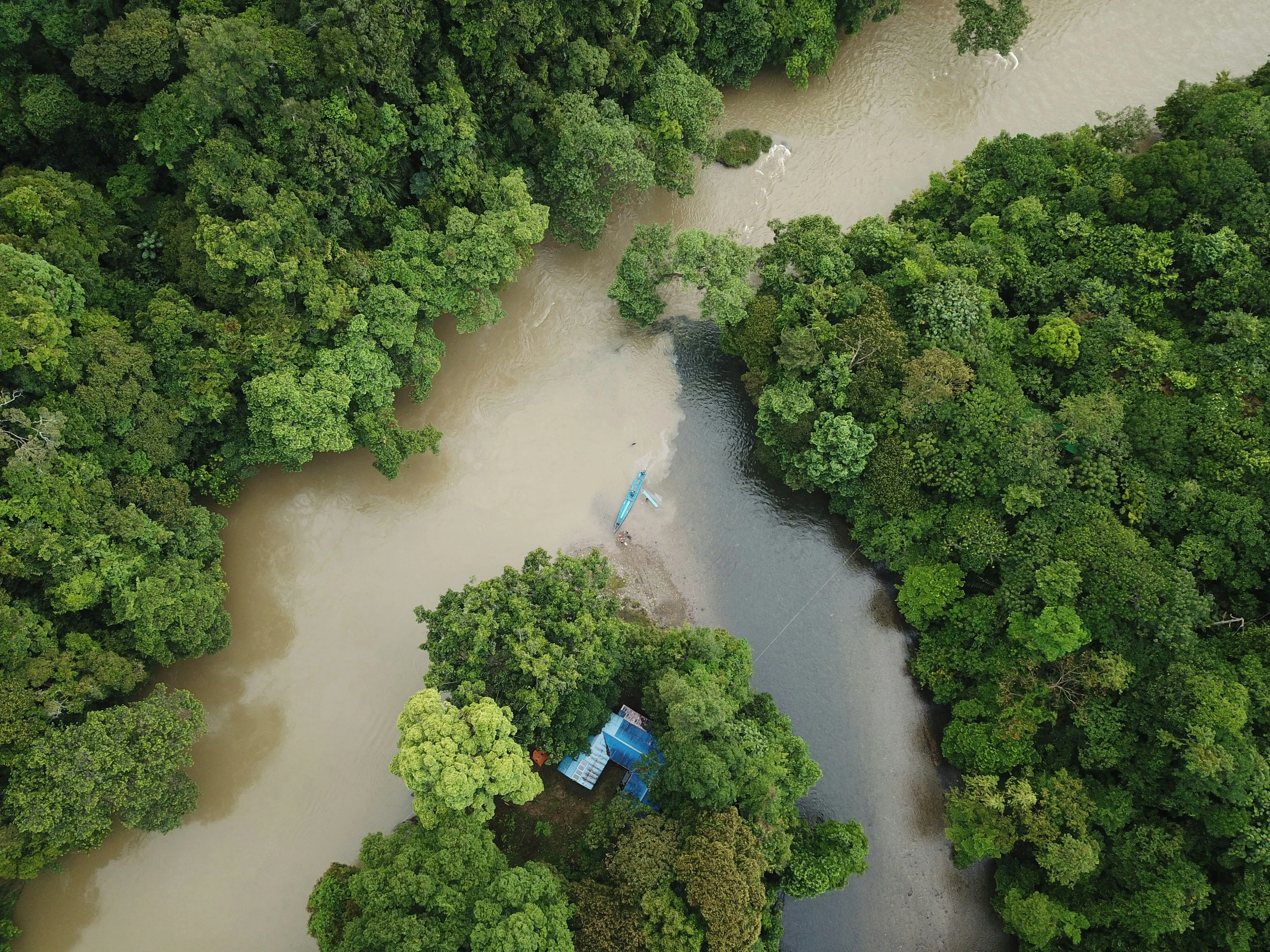 Kings of the Jungle: Responsible Wilderness Adventures with Borneo's Orangutans Image 3