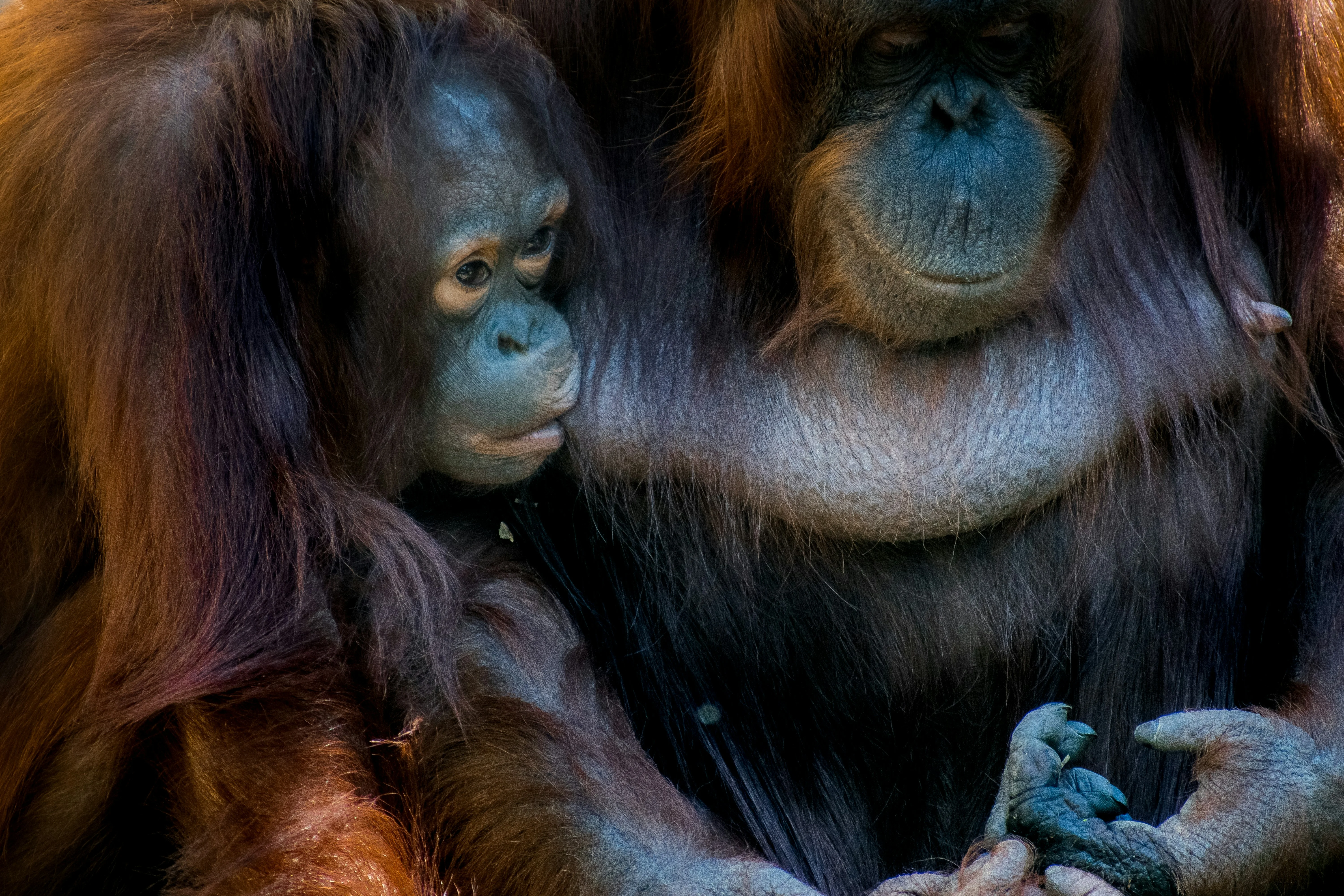 Kings of the Jungle: Responsible Wilderness Adventures with Borneo's Orangutans