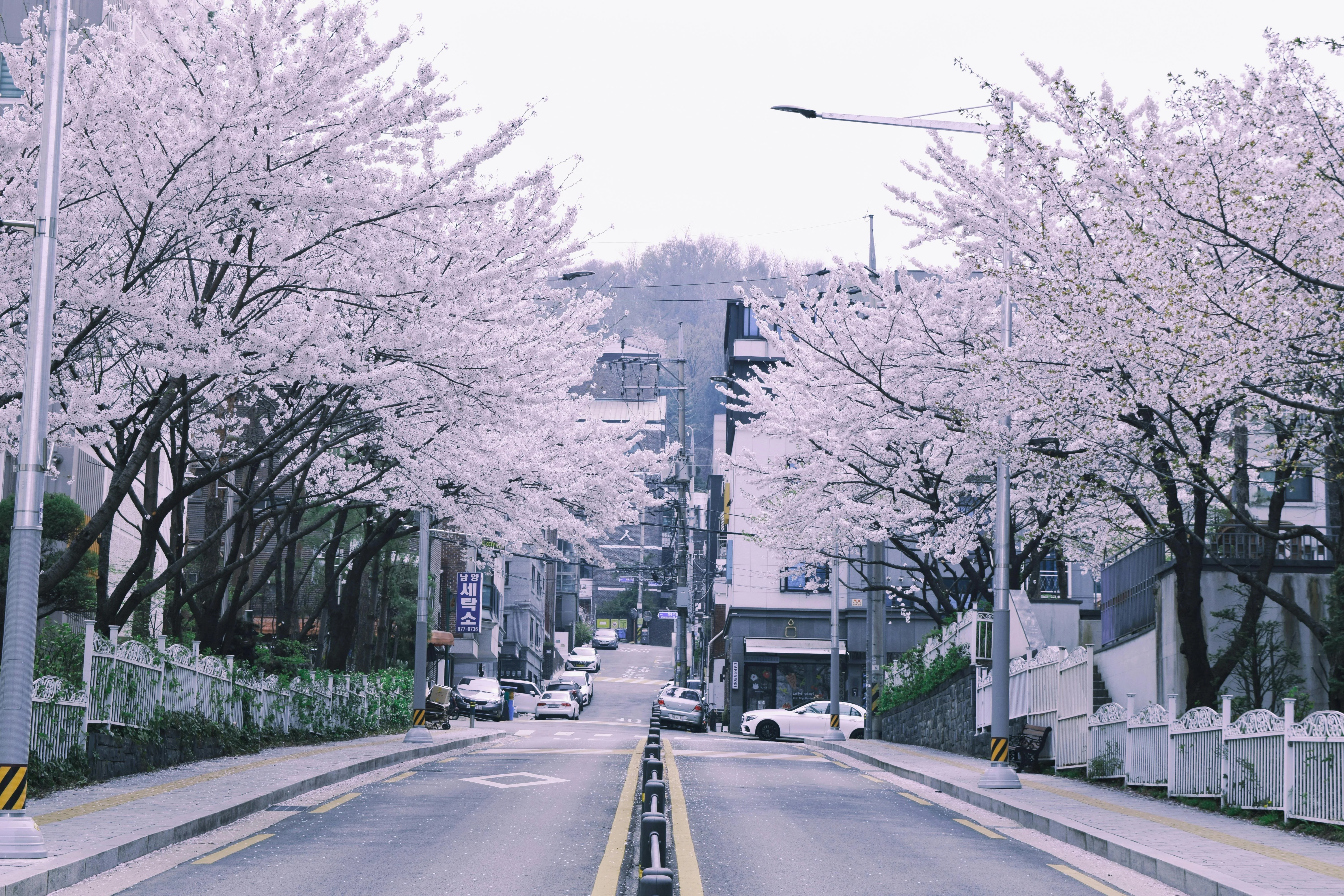 Picture-Perfect Seoul: Immortalizing Nature's Wonders in an Eco-Friendly Way image 2