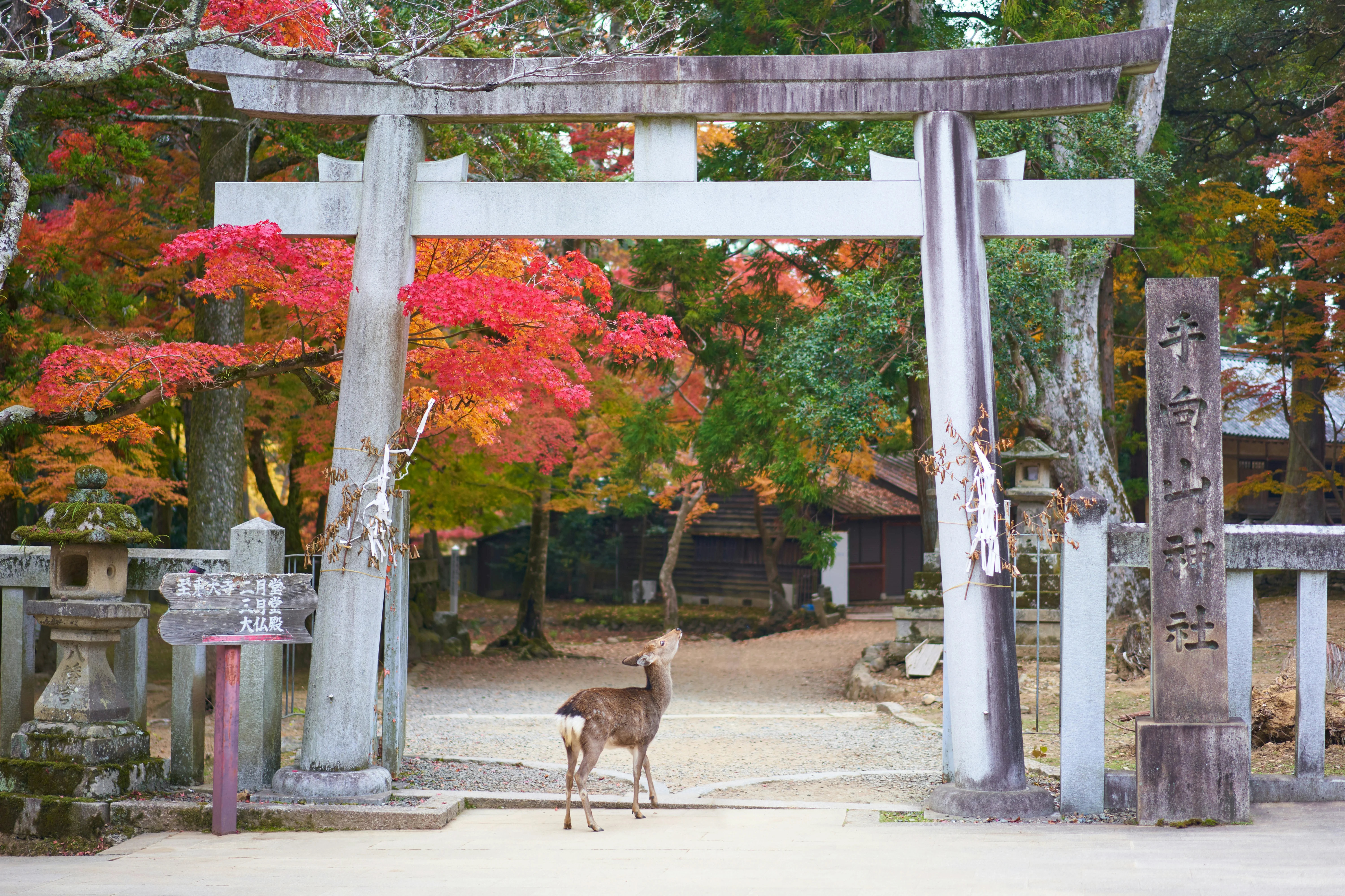 The Art of Relaxation: Where to Experience Nara's Ultimate Spa Weekend