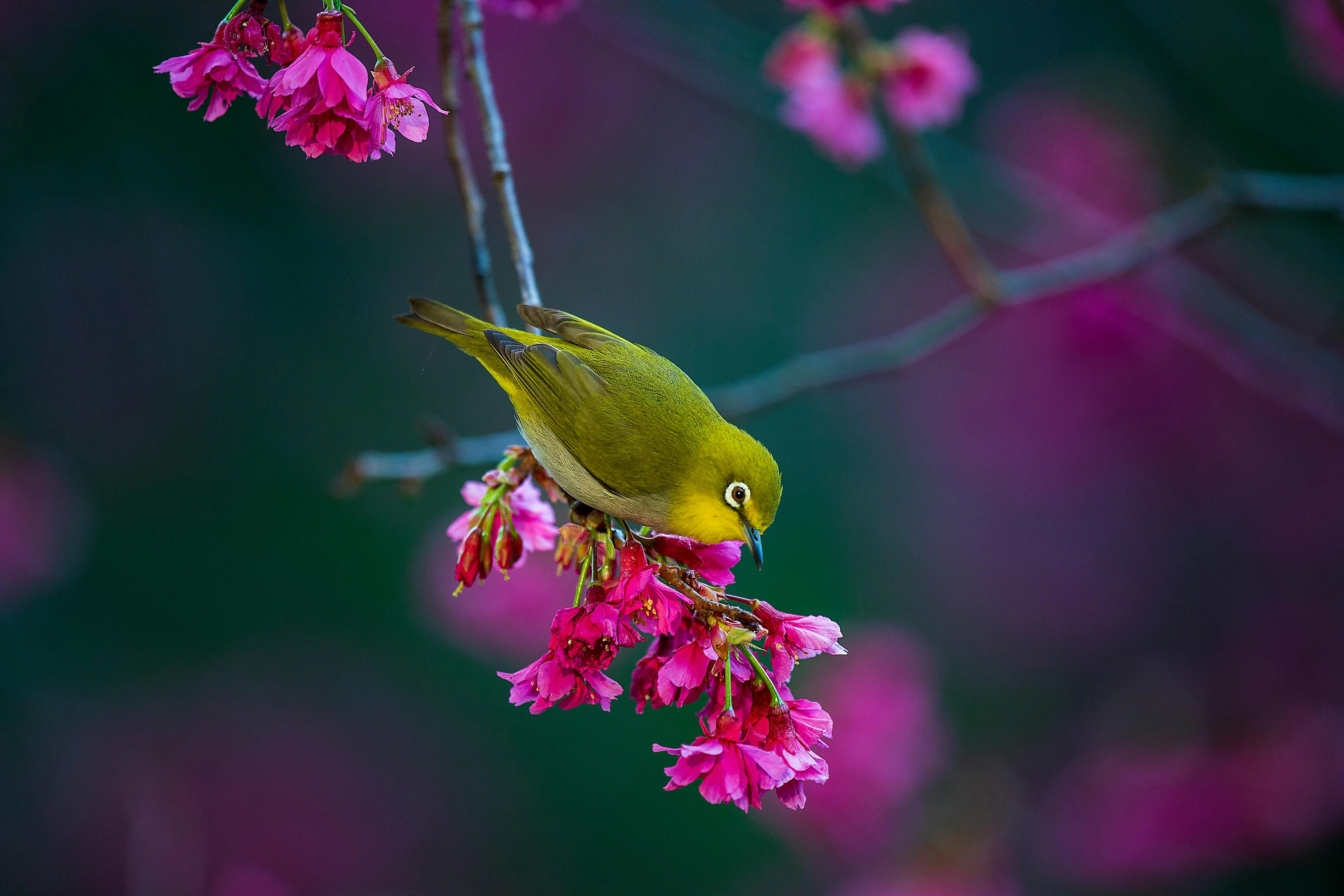 Birdwatching in Himeji: A Guide to Indigenous and Migratory Birds Image 1