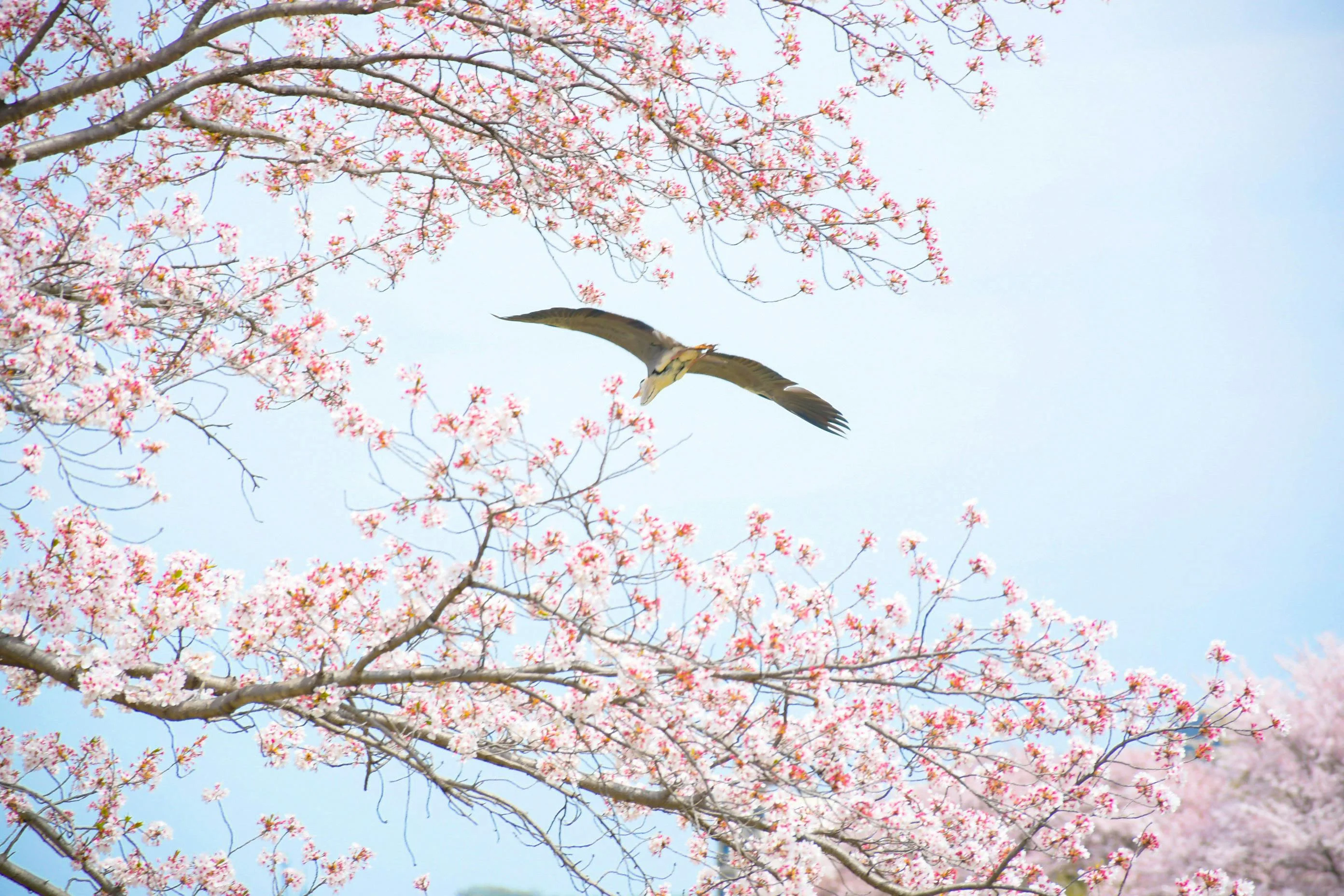 Birdwatching in Himeji: A Guide to Indigenous and Migratory Birds Image 2