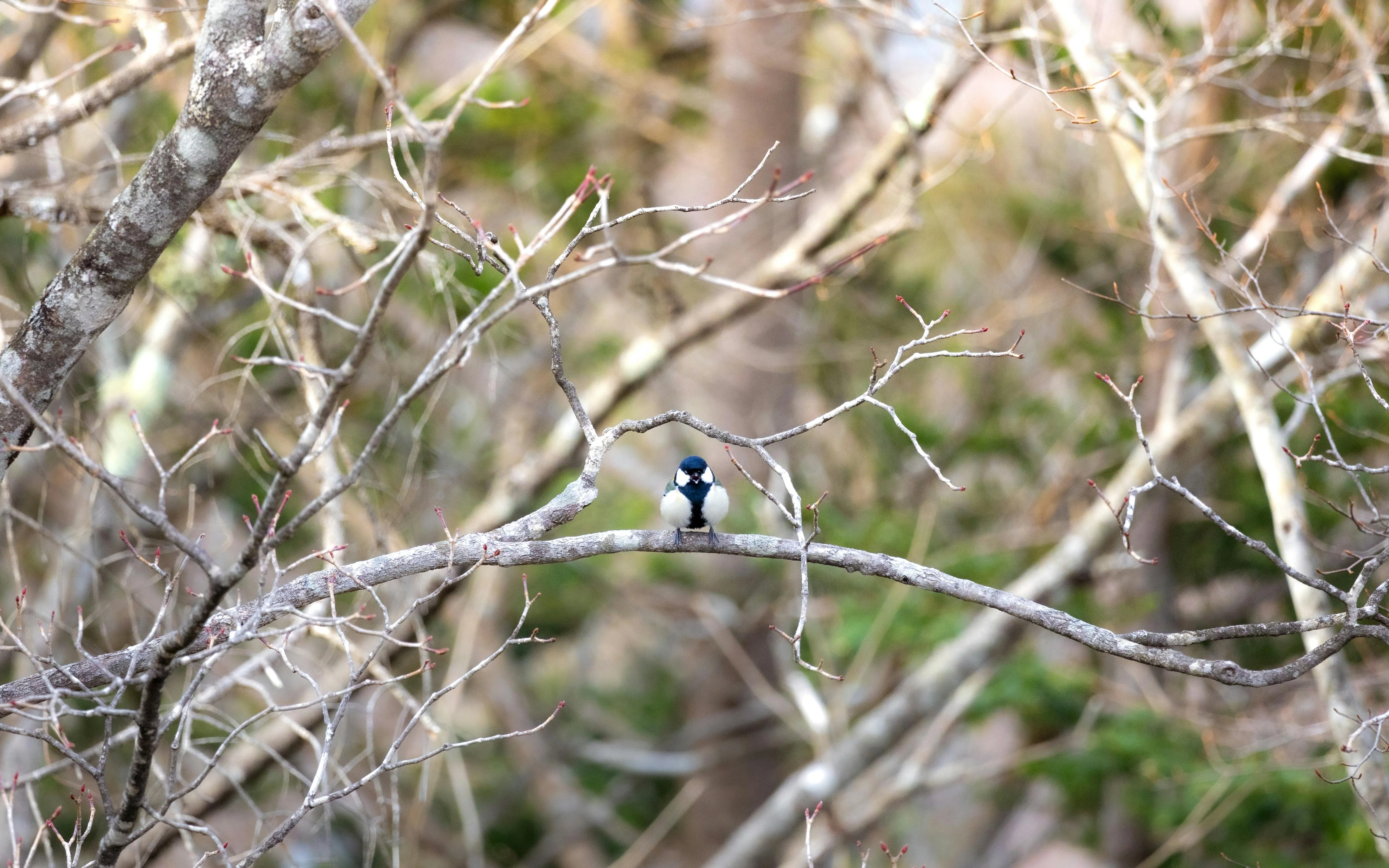 Birdwatching in Himeji: A Guide to Indigenous and Migratory Birds Image 3