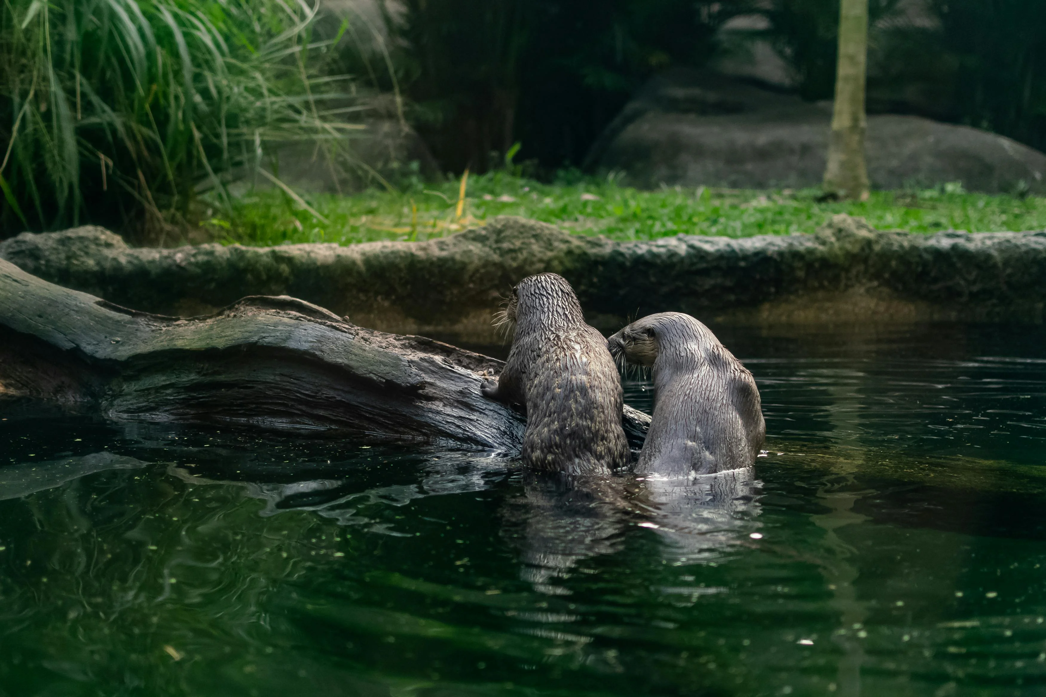 The Playful Otters of Fukuoka: A Linguistic Exploration of Their Habitat Image 1