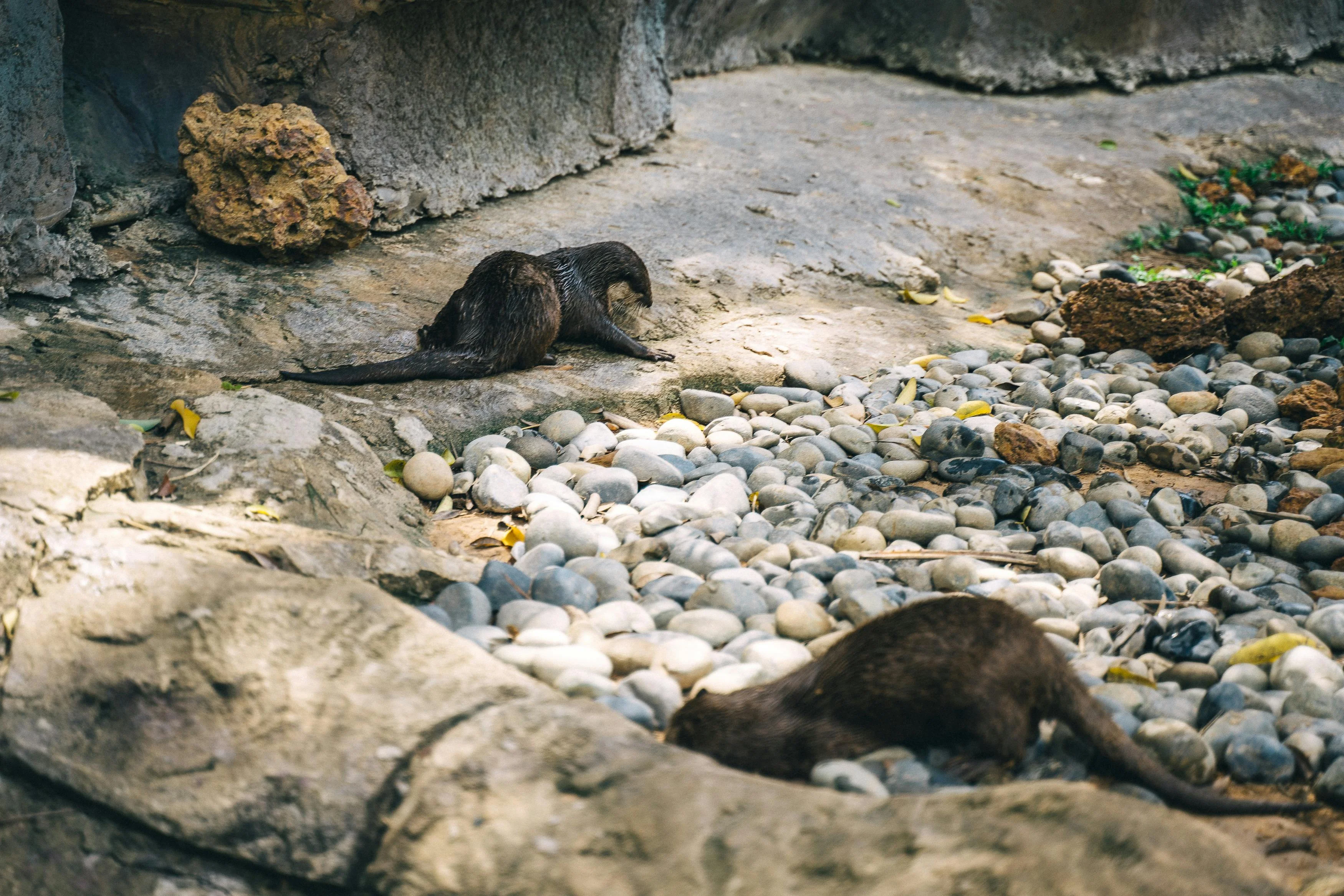 The Playful Otters of Fukuoka: A Linguistic Exploration of Their Habitat