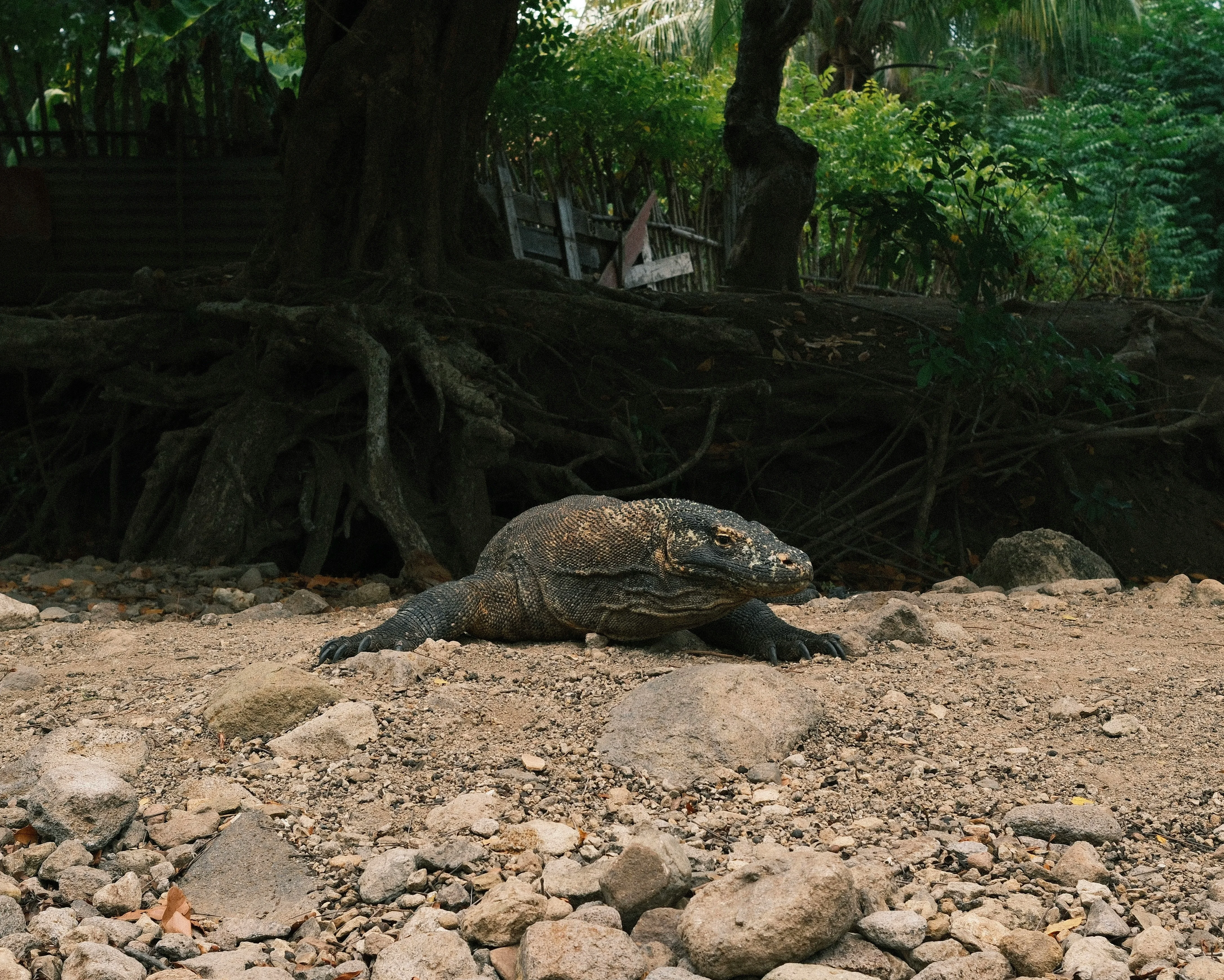 Sacred Seas: Understanding Coral Preservation Efforts Around Komodo Island Image 1