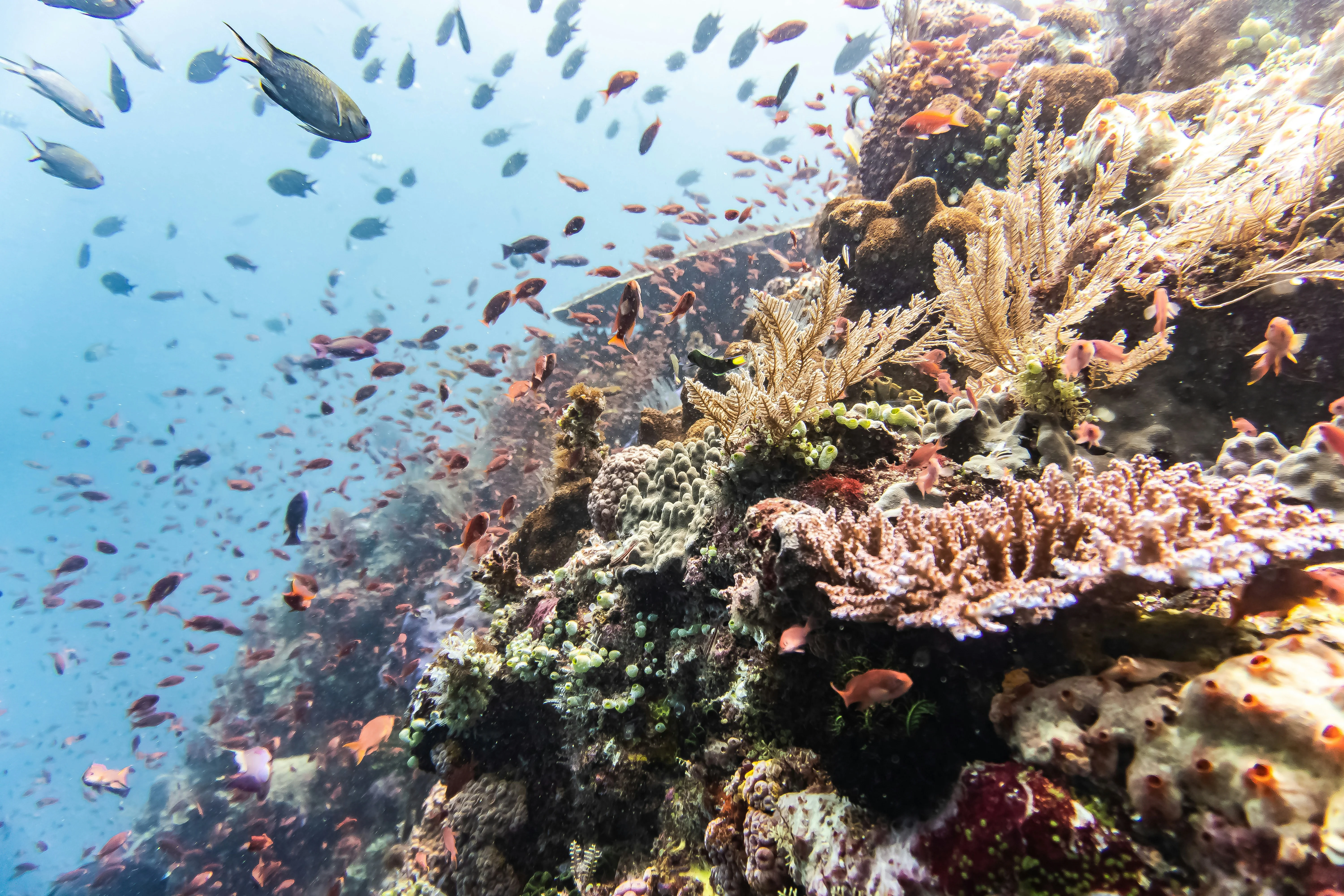 Sacred Seas: Understanding Coral Preservation Efforts Around Komodo Island Image 2