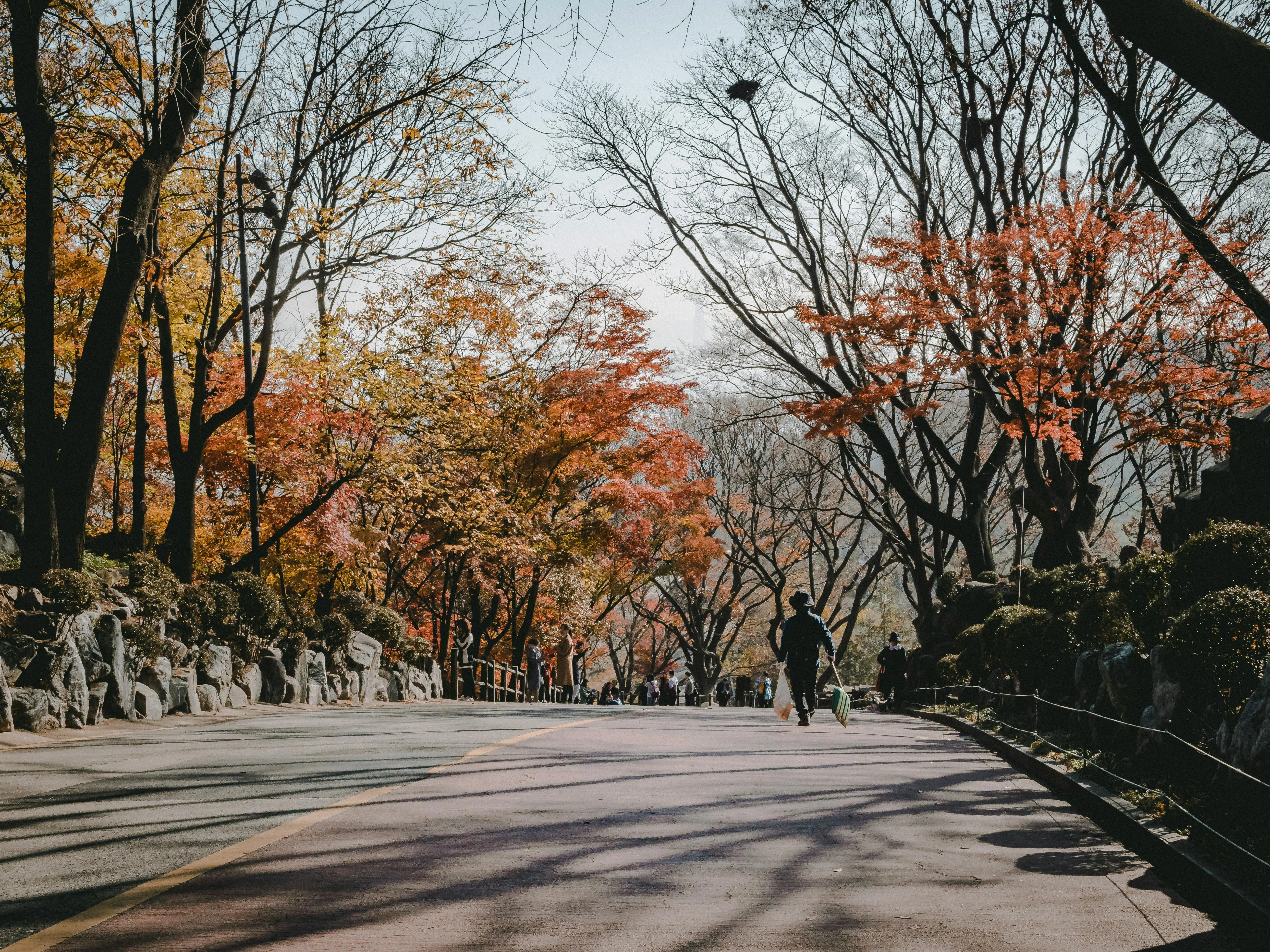 Seoul's Seasonal Splendor: Photographing Nature's Palette Sustainably Image 2