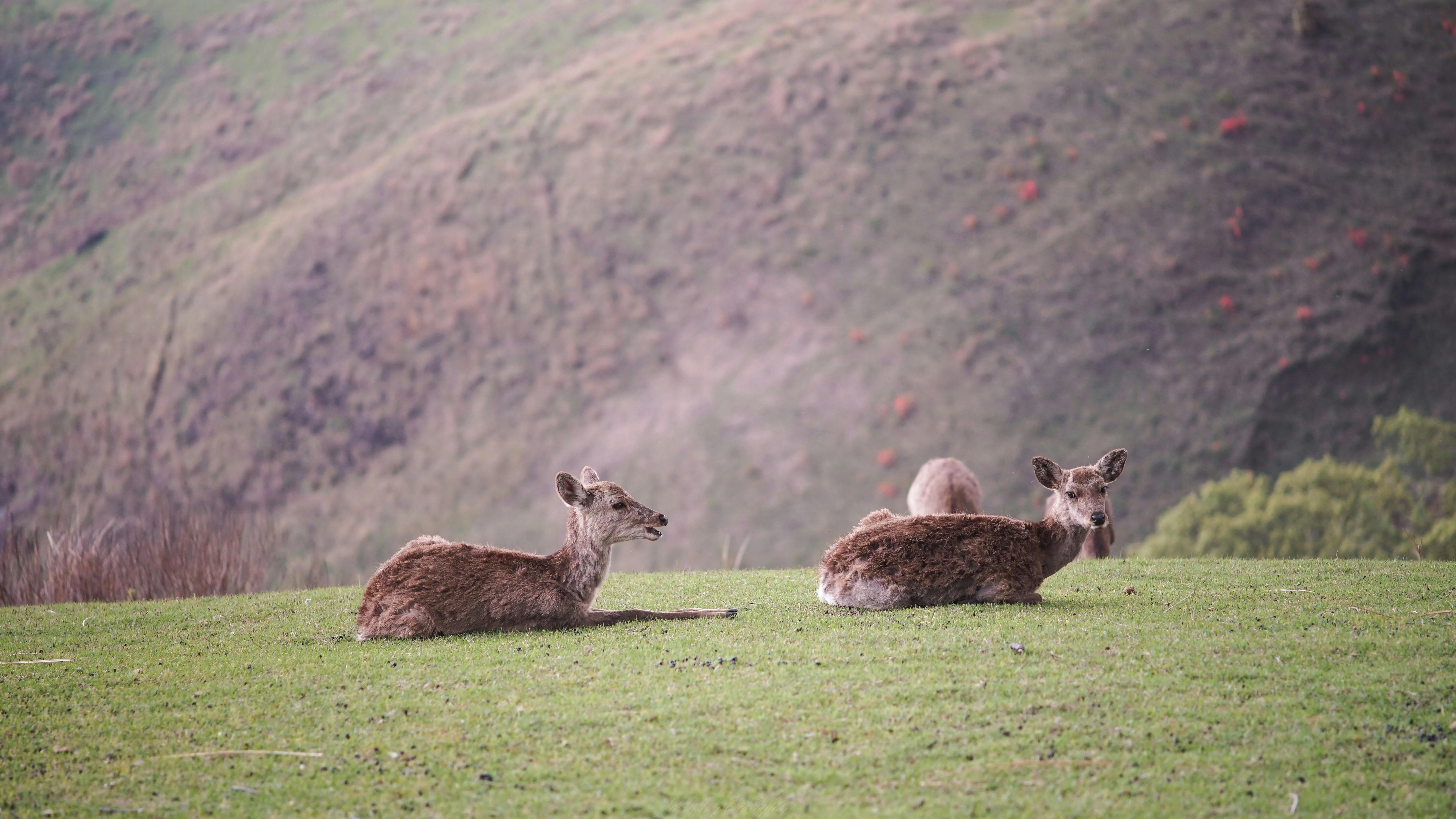 Mini Breaks in Nature: The Most Instagrammable Spots in Nara's Scenic Beauty Image 1