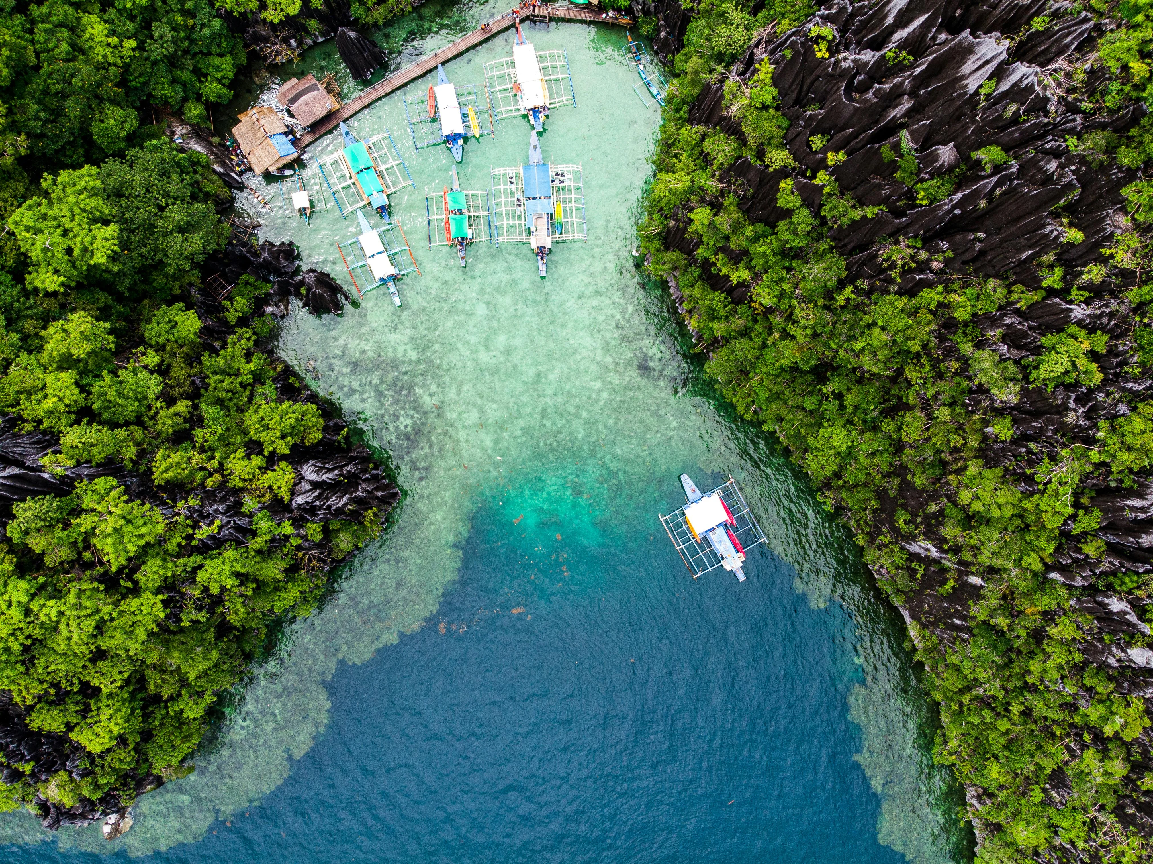 The Offbeat Path for Long-Term Travelers: Eco-Volunteering in Palawan's Rainforests Image 3