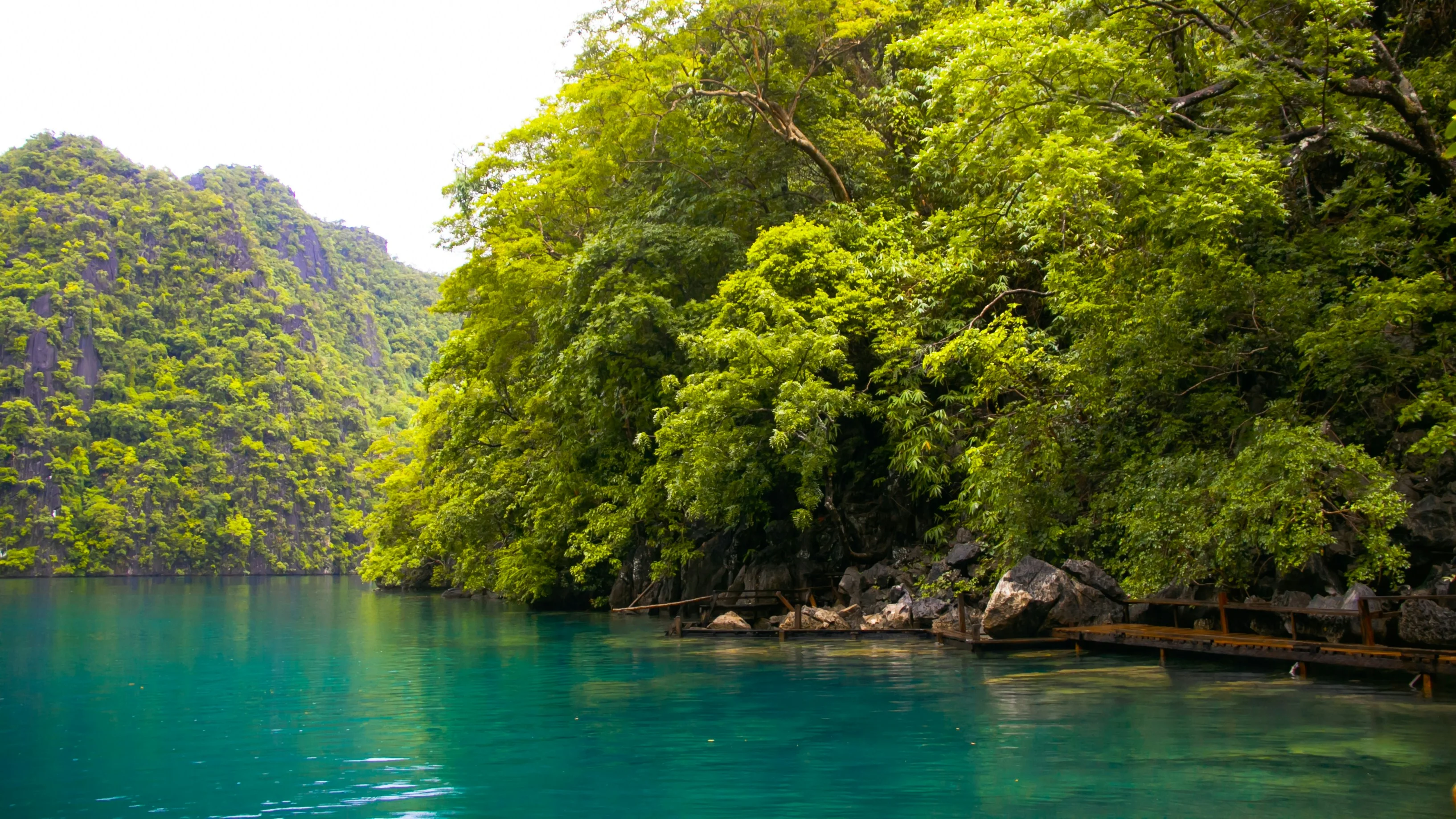 The Offbeat Path for Long-Term Travelers: Eco-Volunteering in Palawan's Rainforests