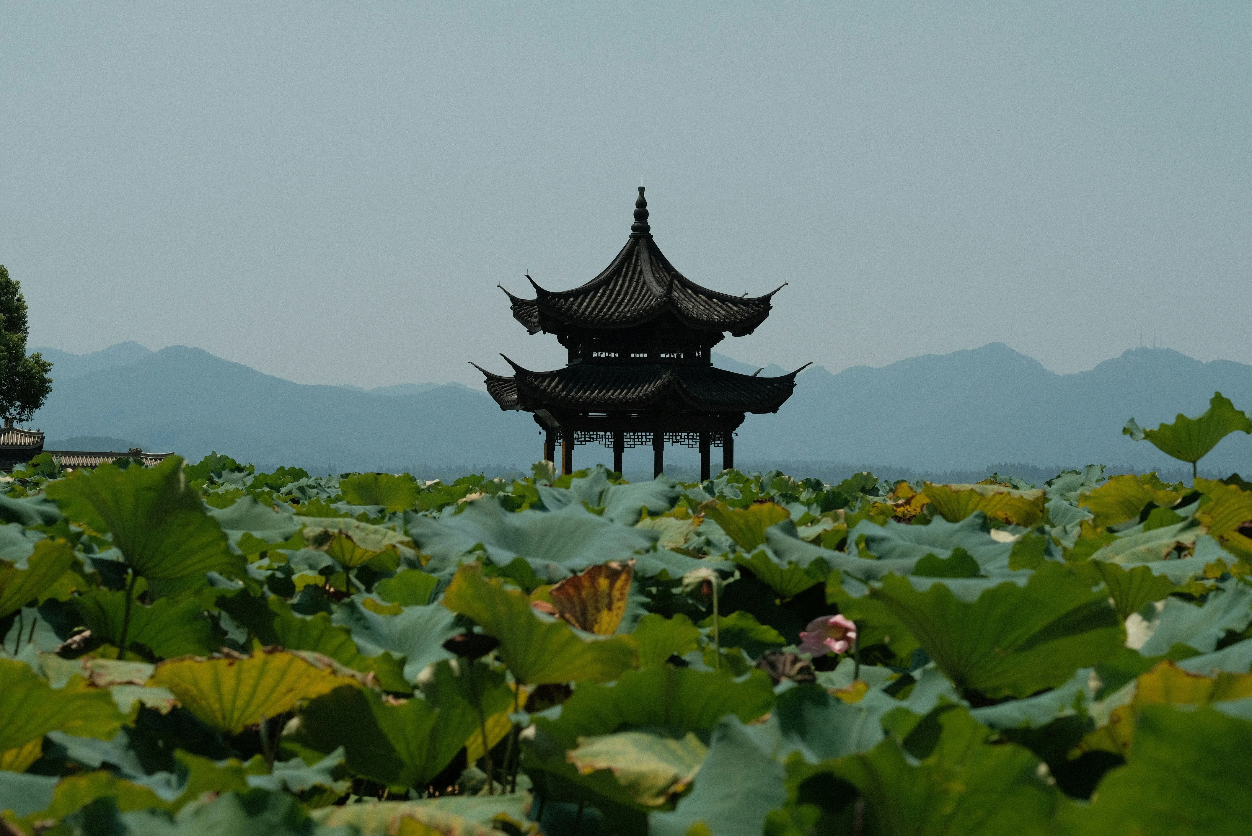 Tranquil Retreats: Exploring the Zen Gardens of Hangzhou Image 2