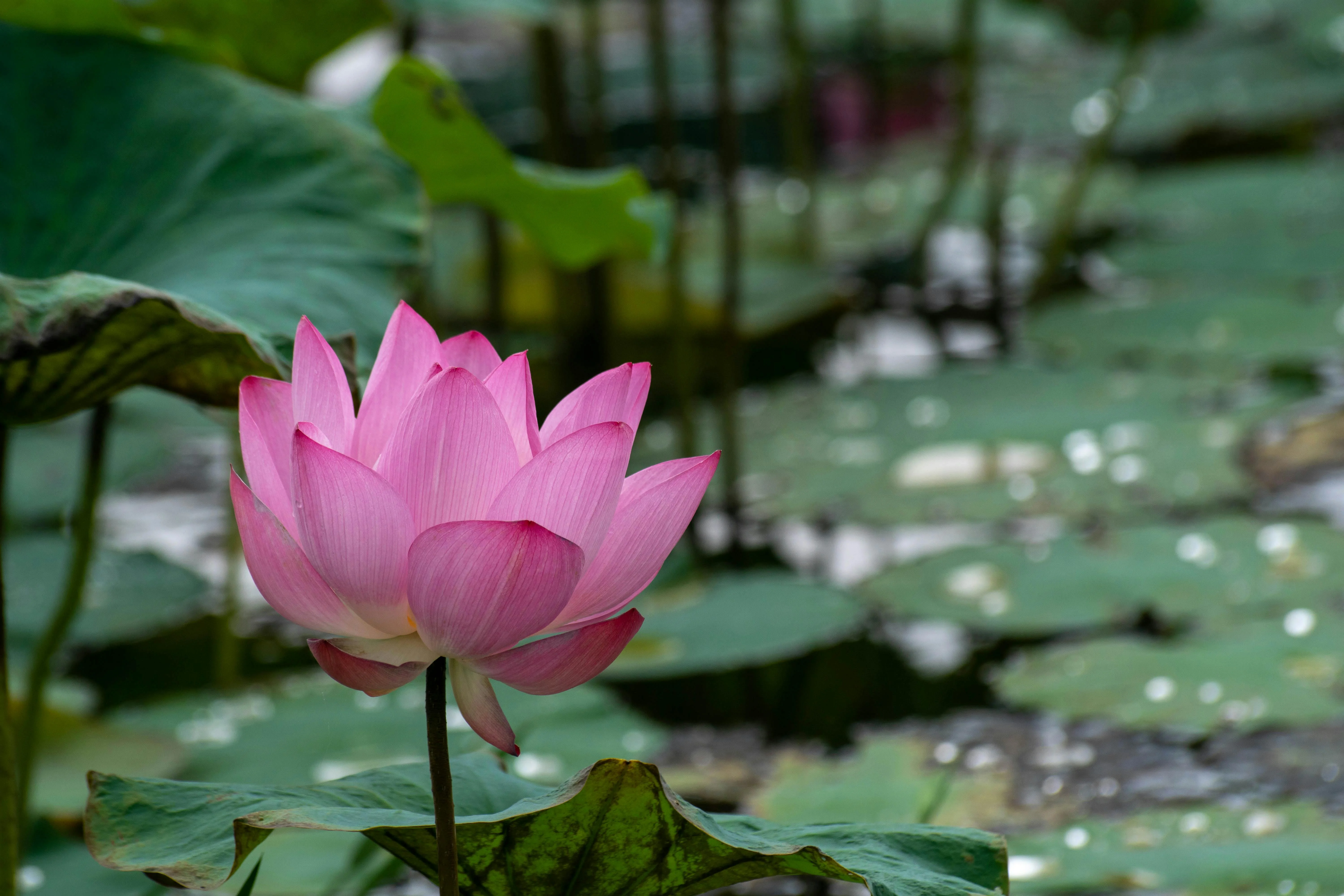 Tranquil Retreats: Exploring the Zen Gardens of Hangzhou Image 3