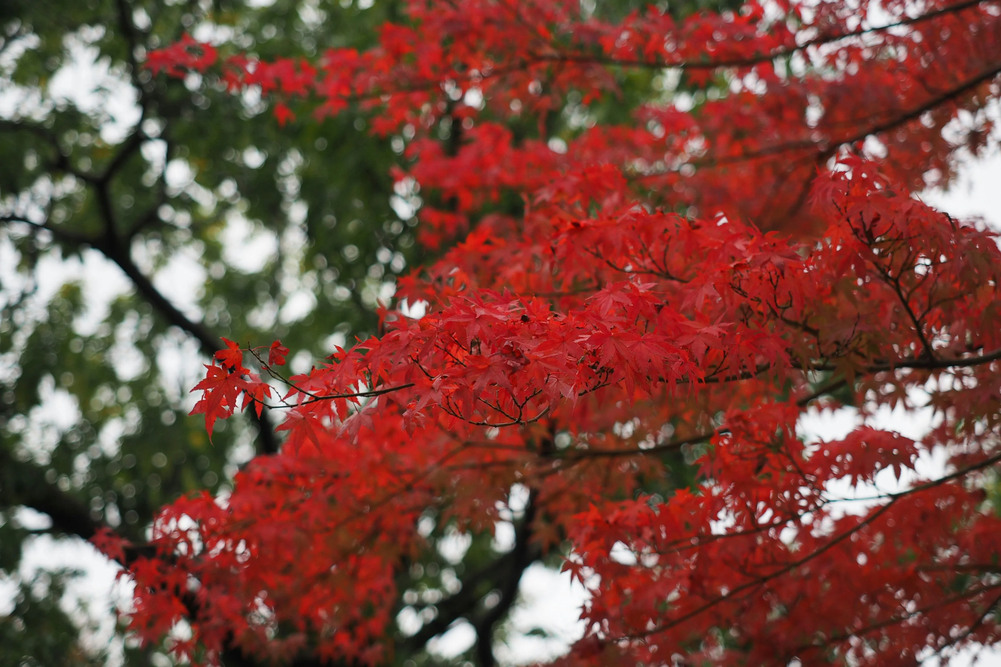 Living in Harmony: Human and Nature Interactions in Himeji Image 3