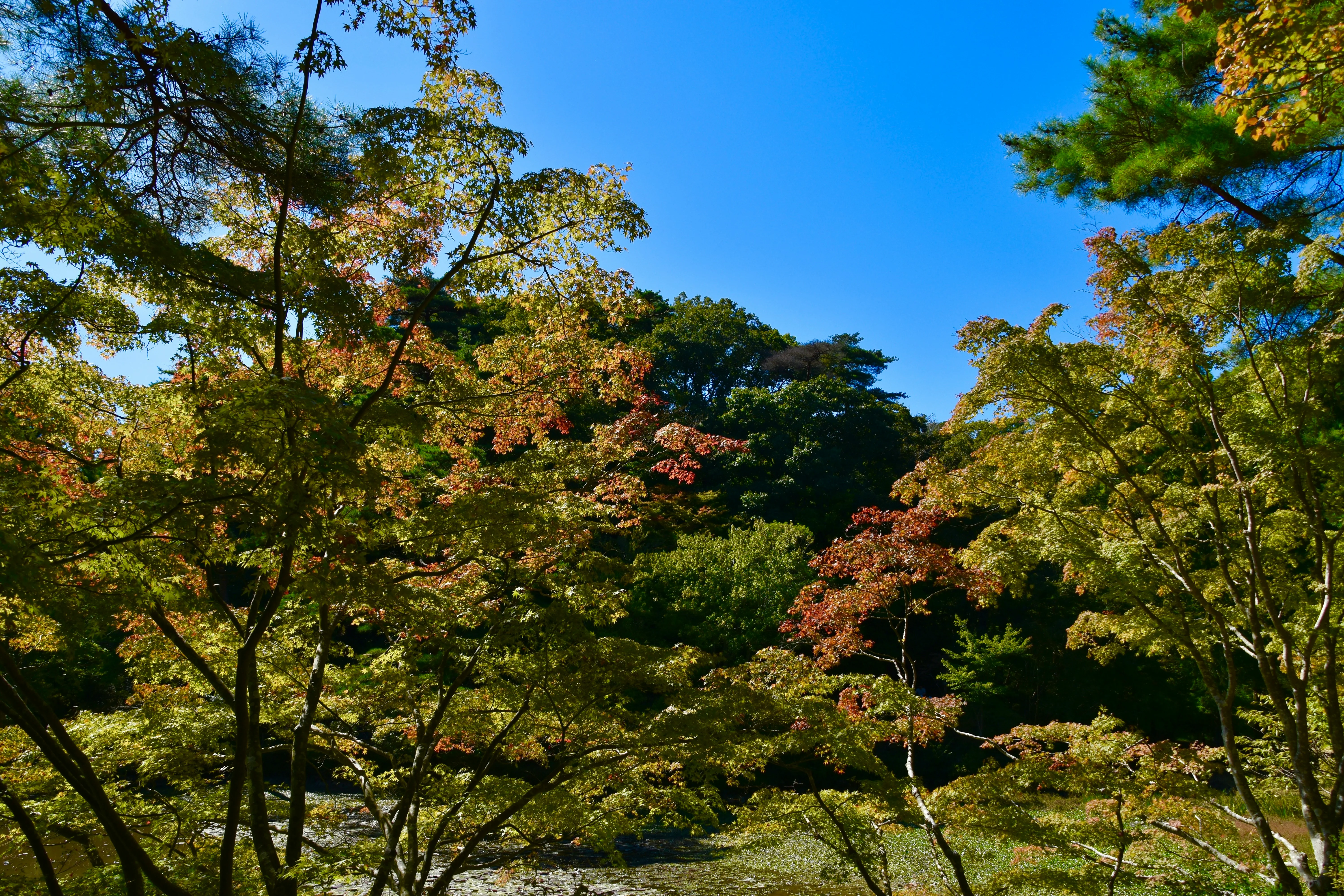 Zen and the Art of Luxury Camping in Kobe's Picturesque Wilderness Image 2