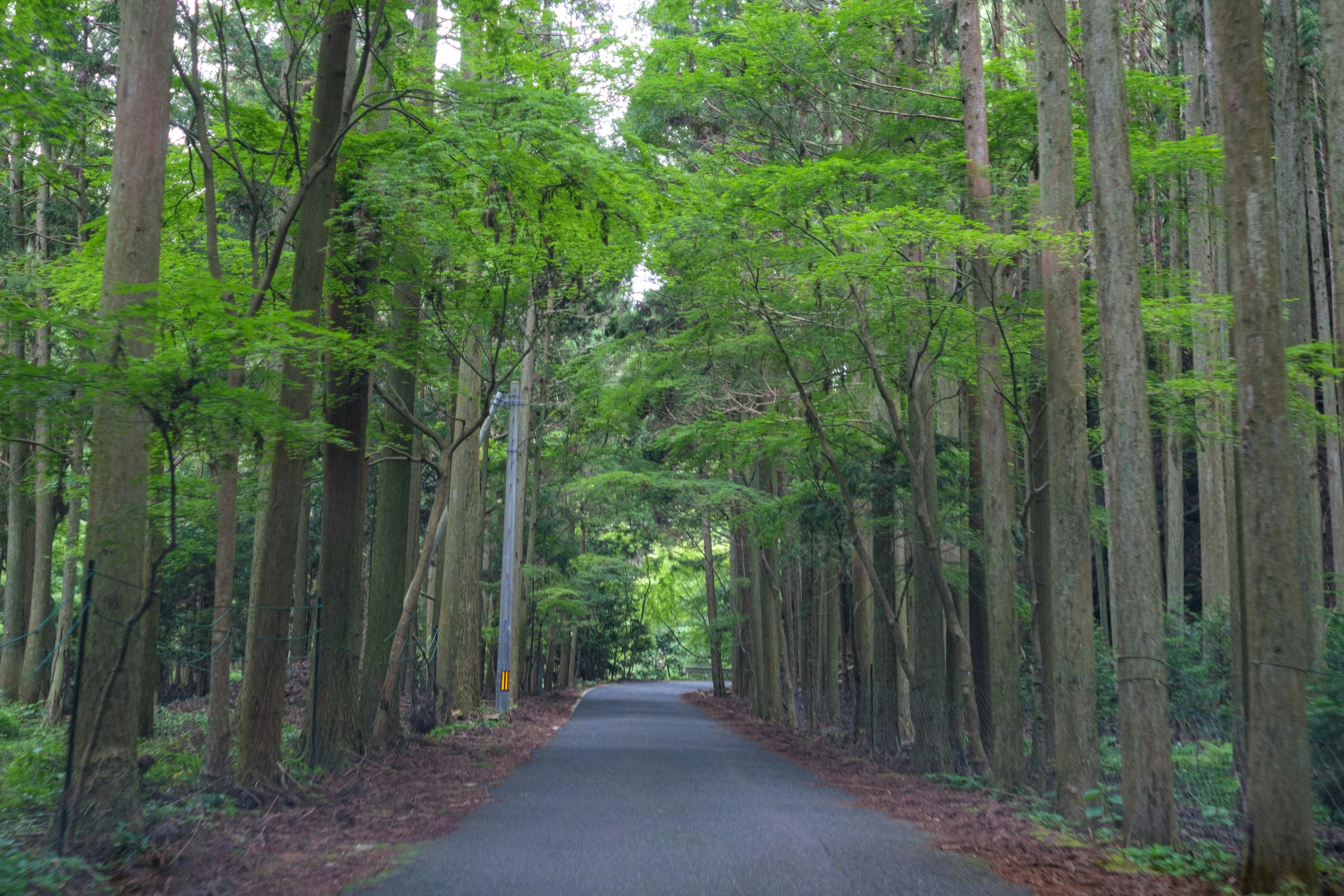 Rediscover Romance in Nagasaki's Traditional Inns Image 3