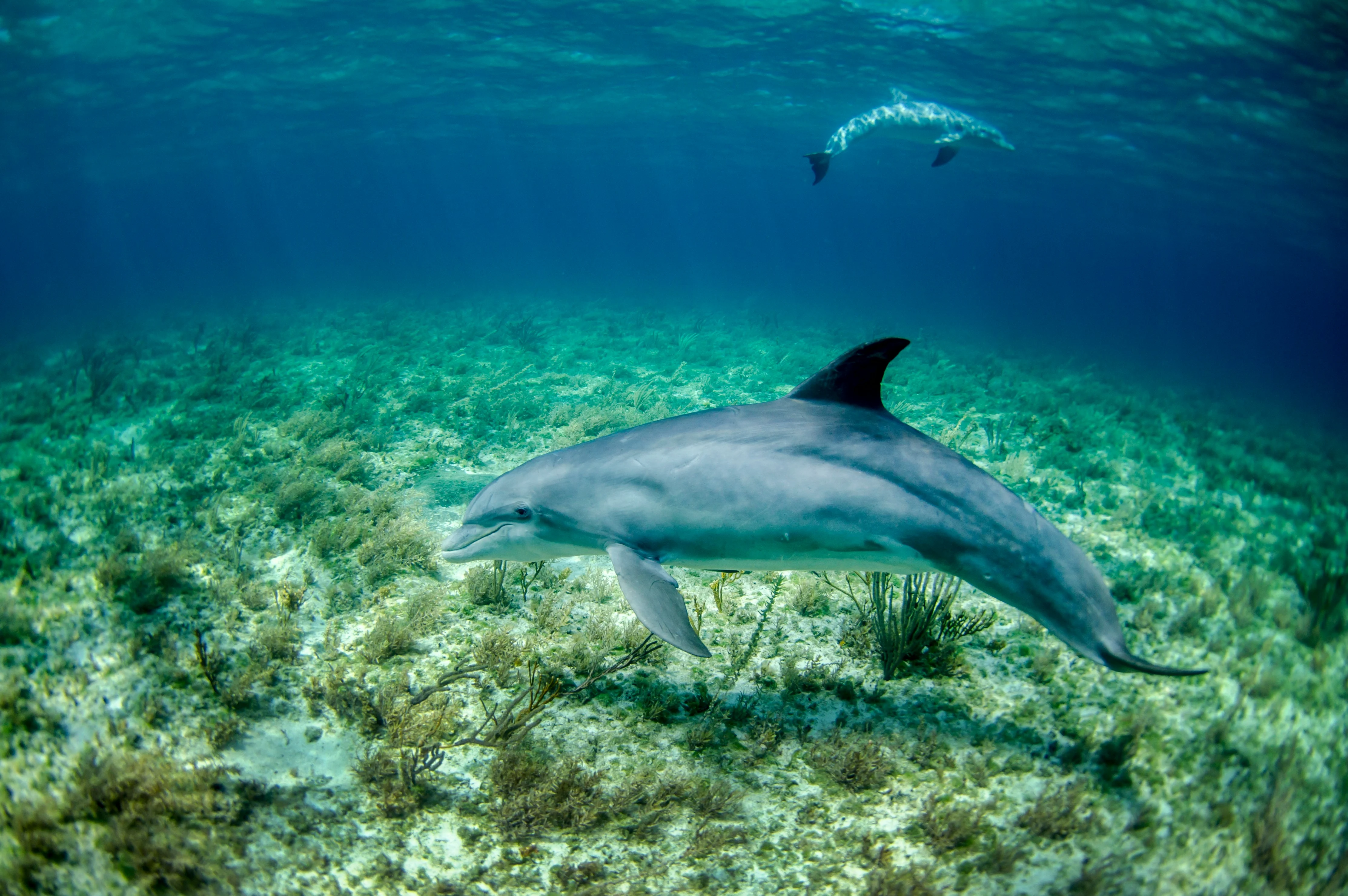 Palawan's Marine Megafauna: Best Seasons and Spots for Whale and Dolphin Watching Image 1