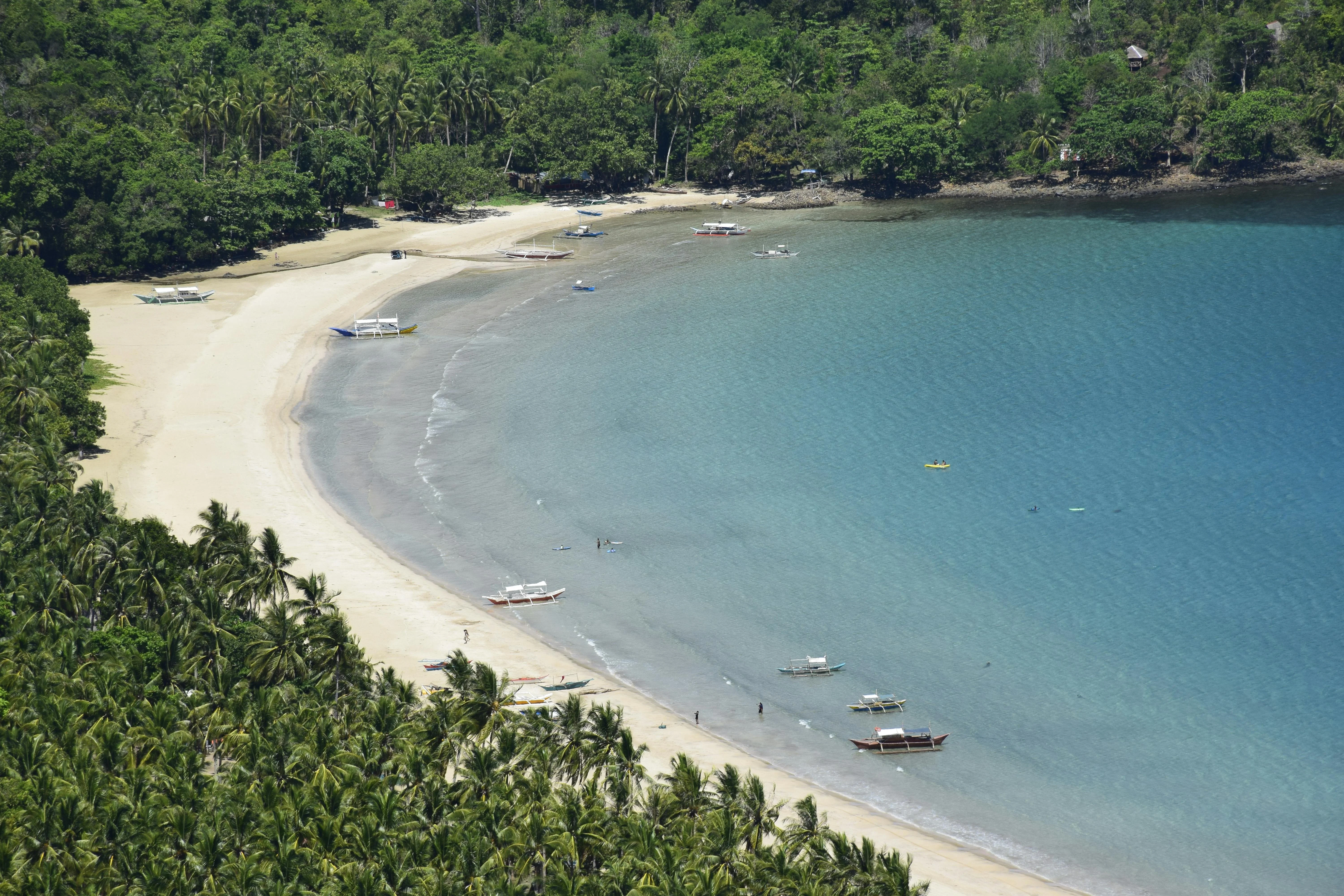 Palawan's Marine Megafauna: Best Seasons and Spots for Whale and Dolphin Watching Image 3