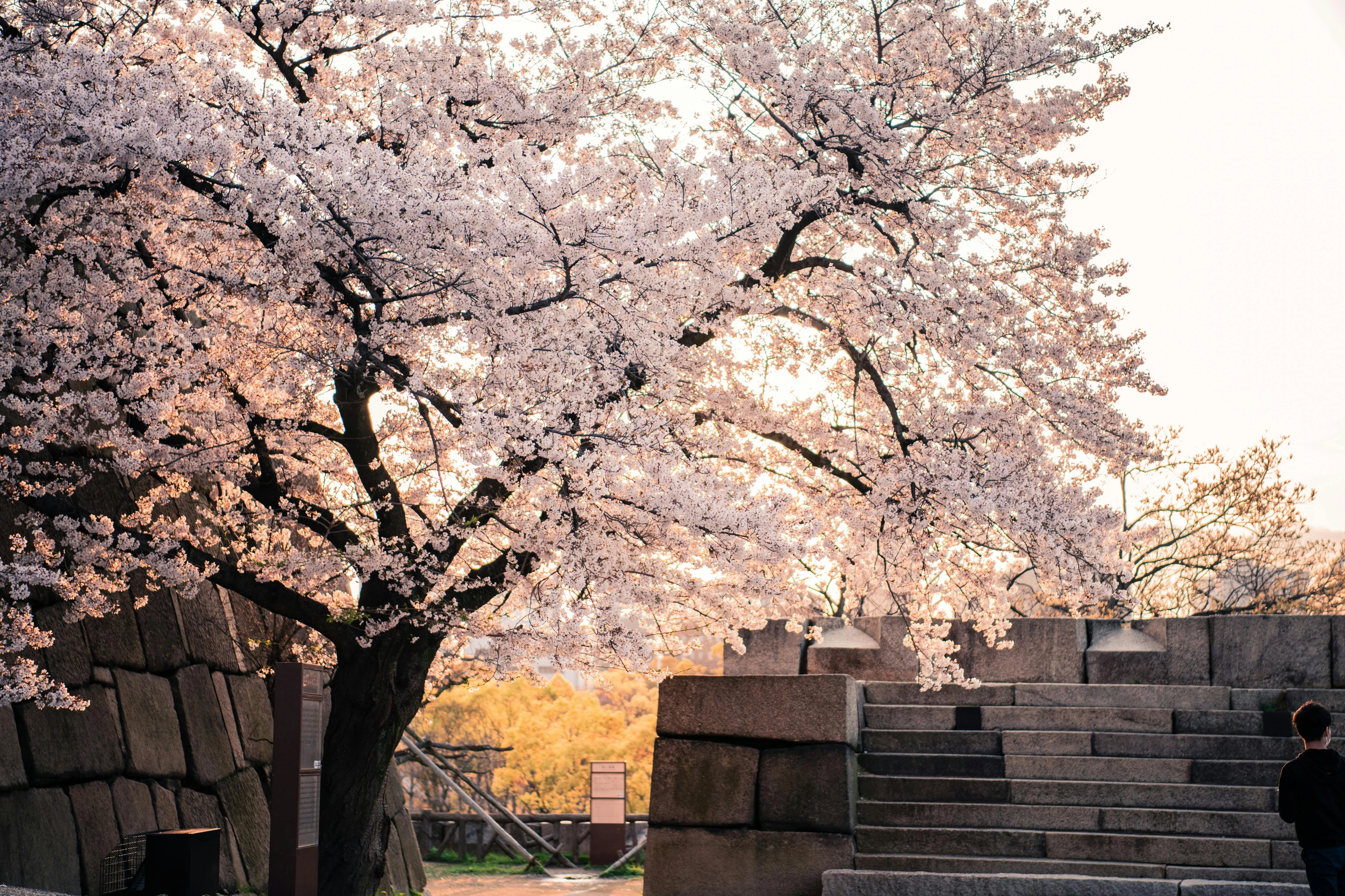 The Enchanting Cherry Blossoms of Osaka: A Springtime Marvel Image 1