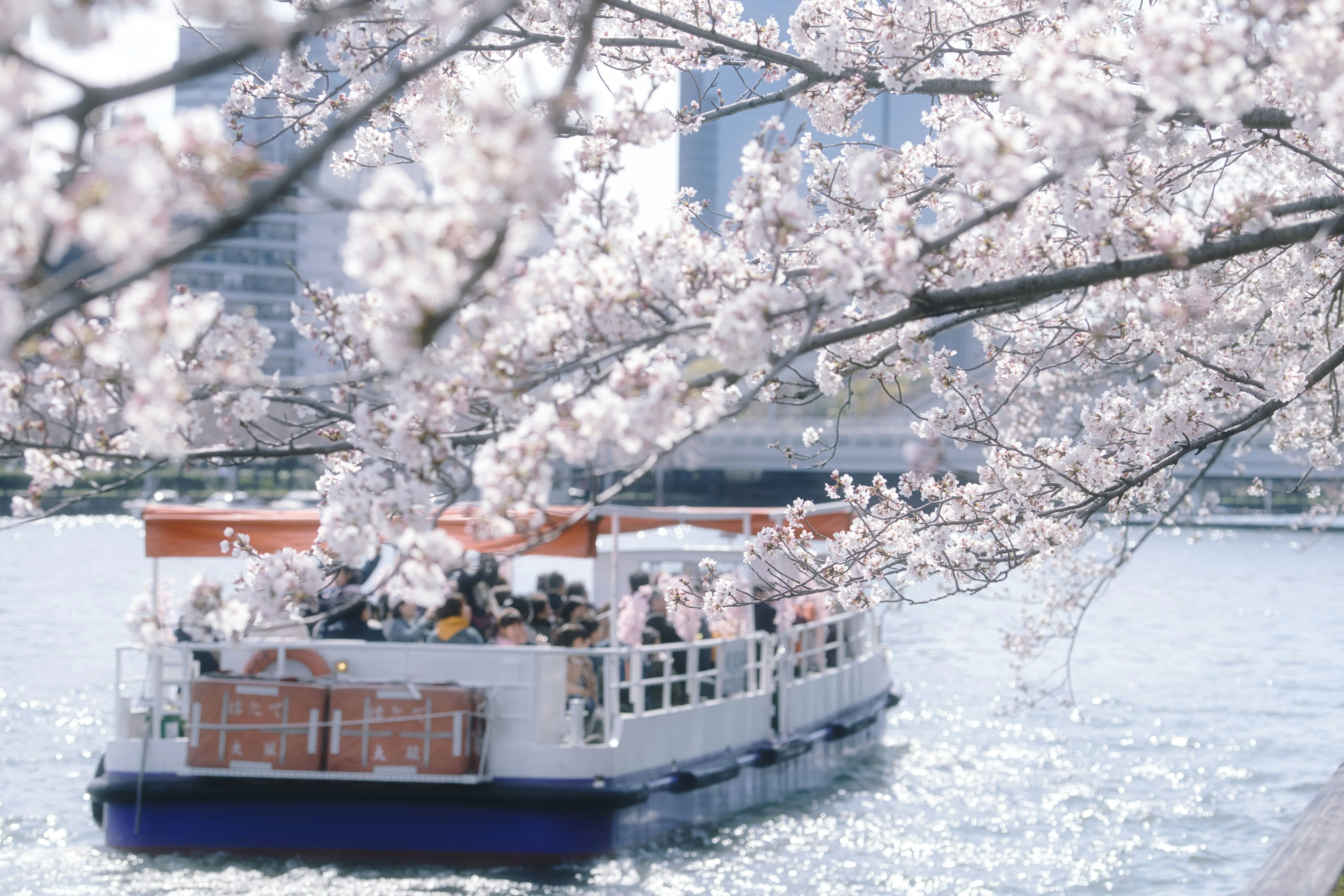 The Enchanting Cherry Blossoms of Osaka: A Springtime Marvel