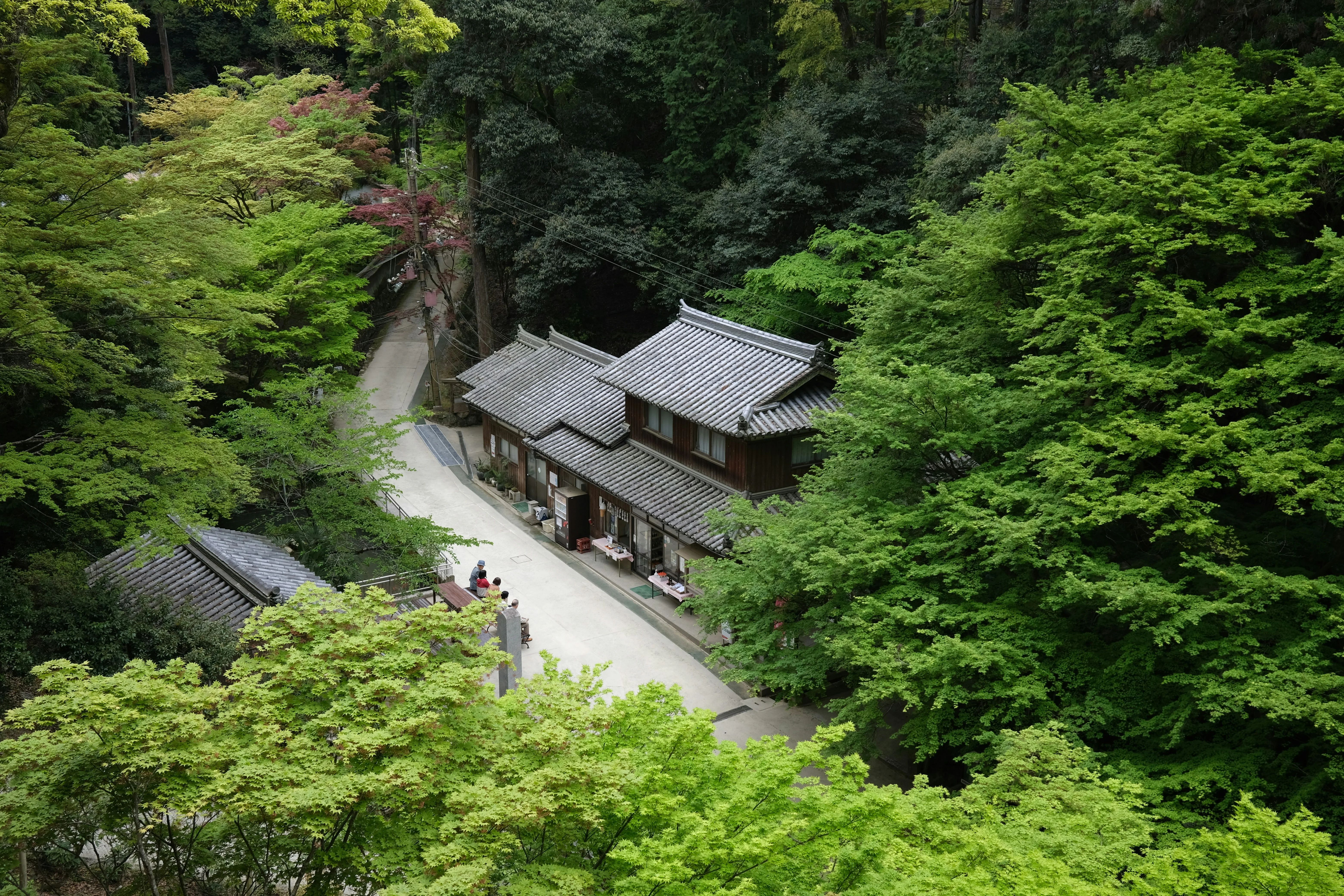 Whisper of the Pines: Exploring Japan's Ancient Forests near Himeji Image 2