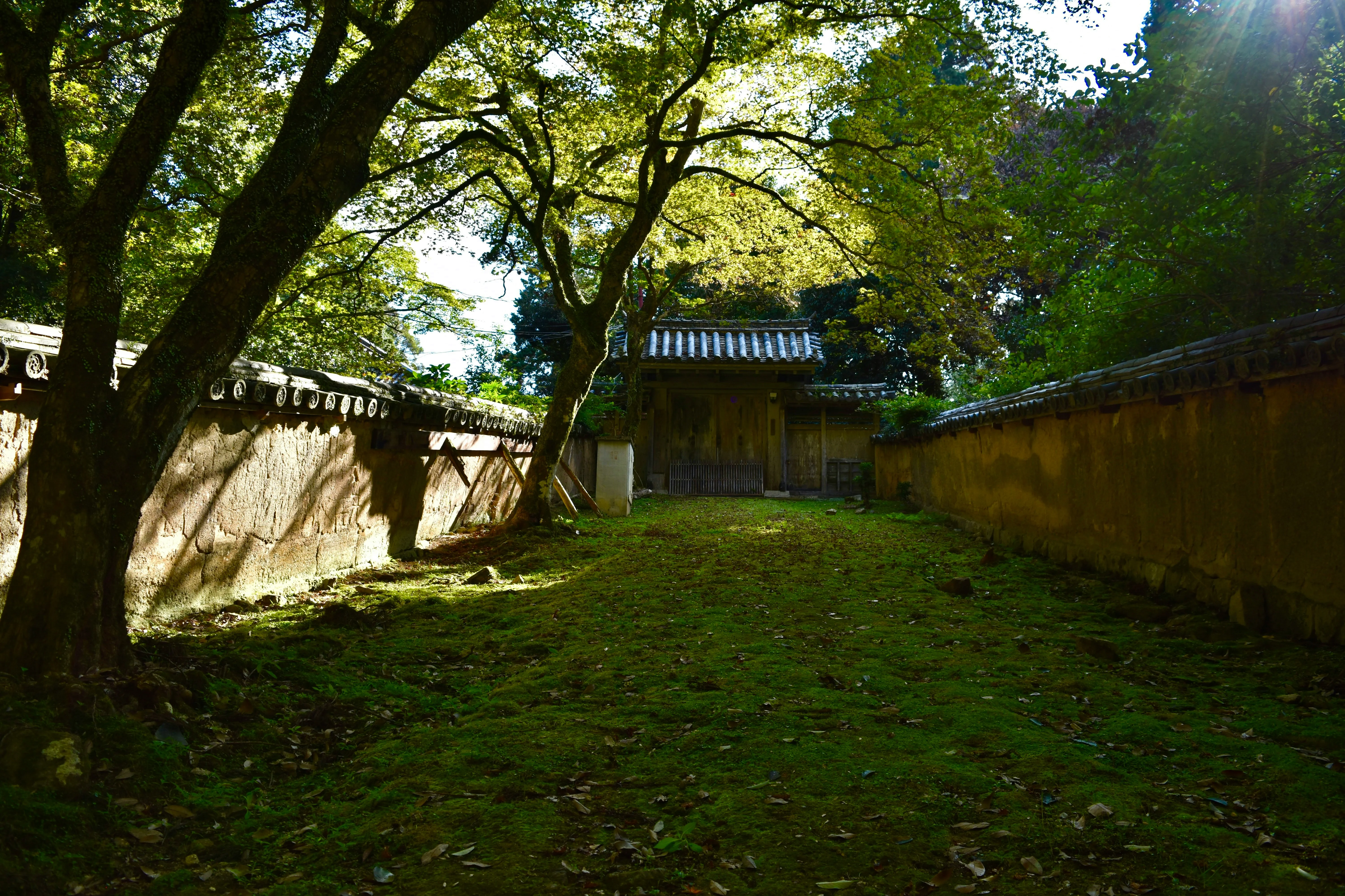 Whisper of the Pines: Exploring Japan's Ancient Forests near Himeji Image 3