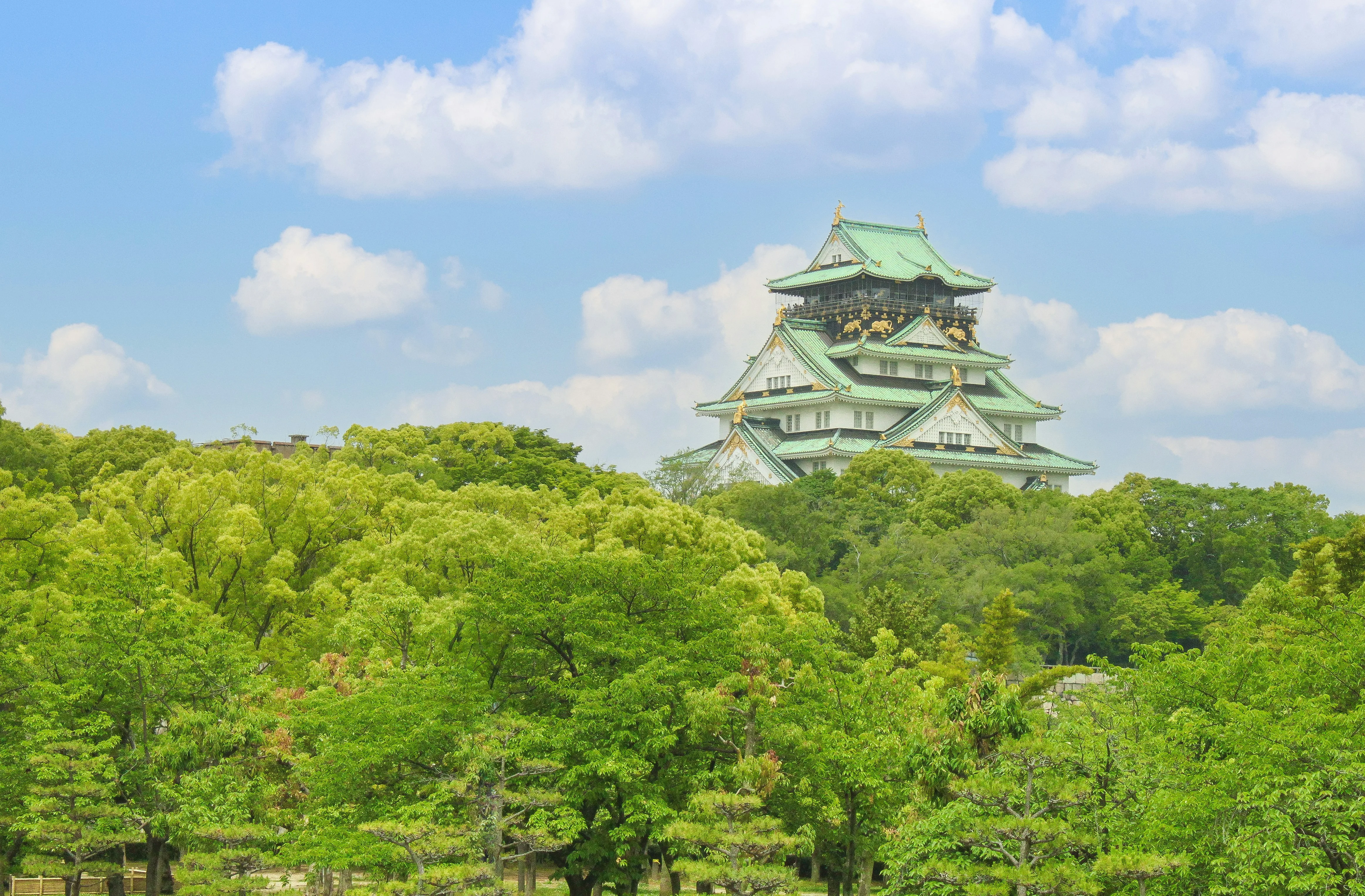 Whisper of the Pines: Exploring Japan's Ancient Forests near Himeji