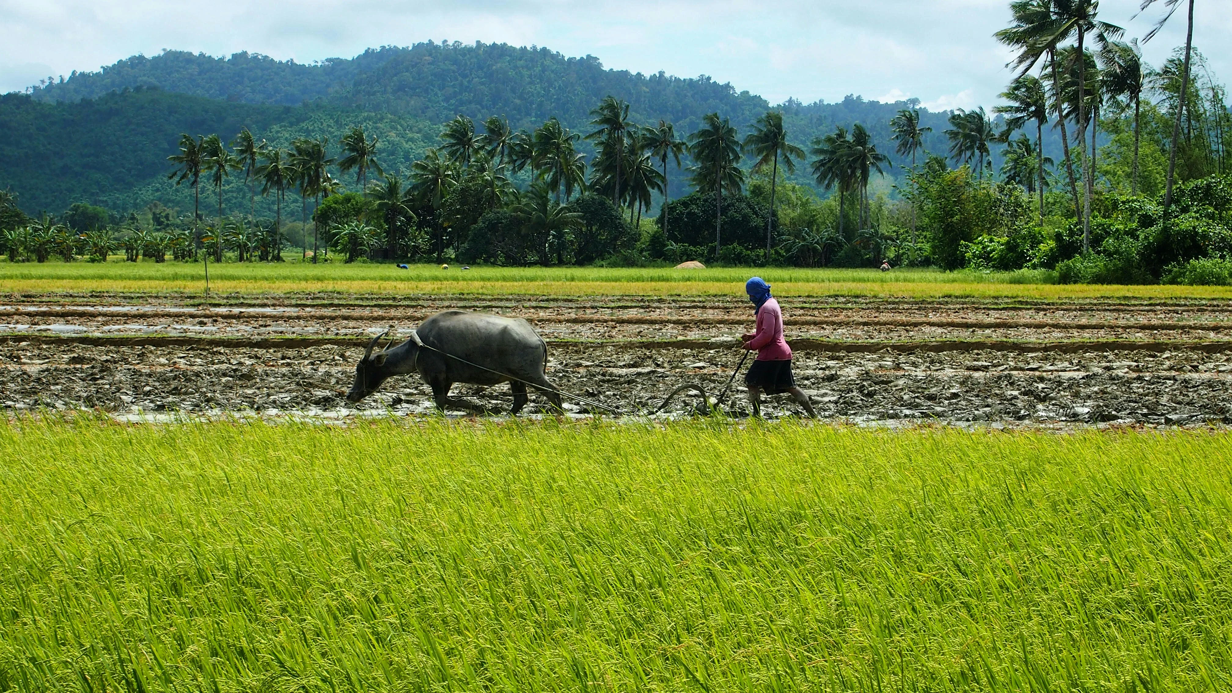 The Art of Slow Travel: Experiencing Palawan's Authentic Villages and Local Life Image 3