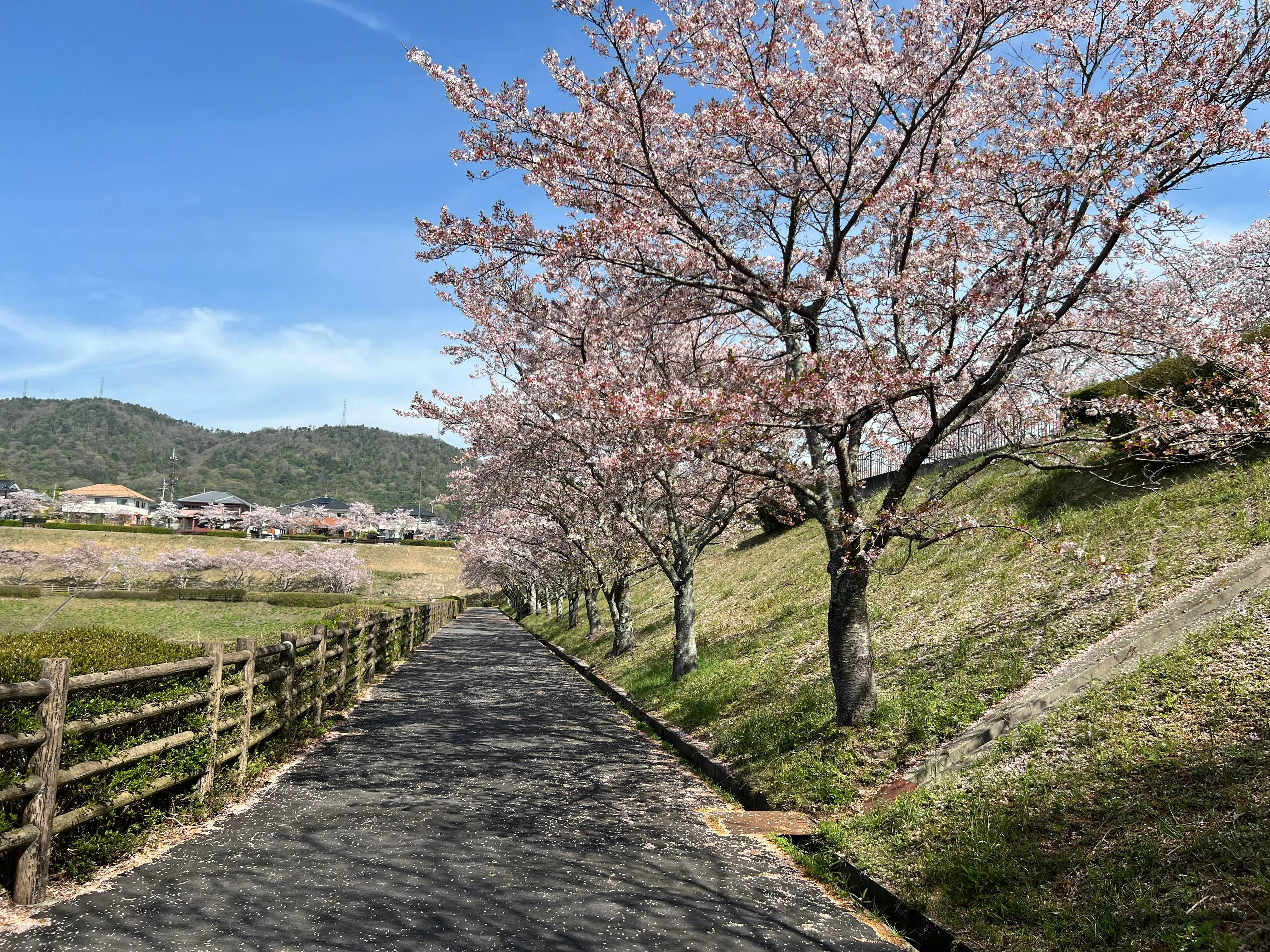 Petals and Pixels: Immersive Sakura Seasons for Digital Nomads in Hiroshima Image 1