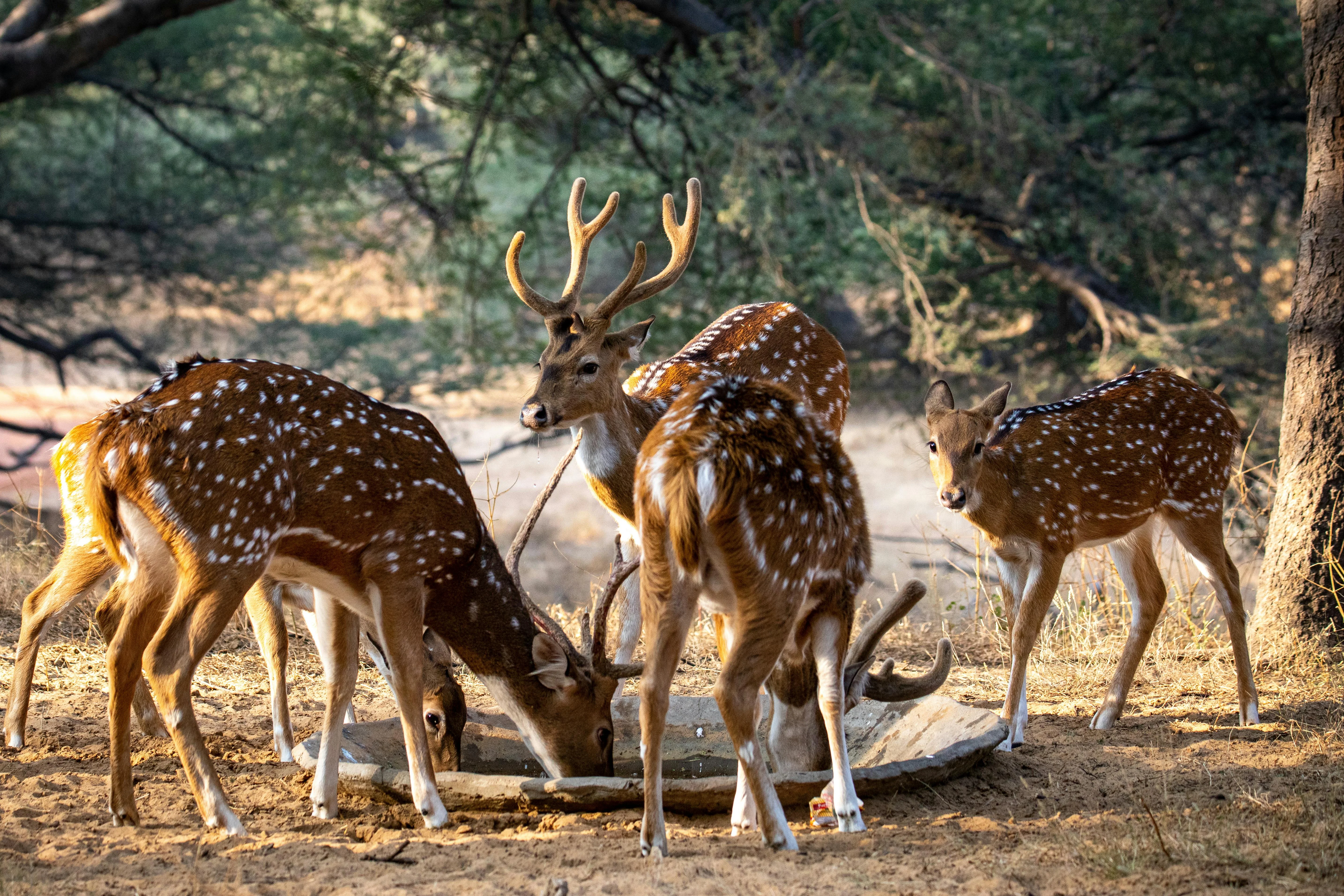 Feeling Adventurous? Discover Pet-Friendly Treks Around Jaipur for Solo Wanderers Image 3