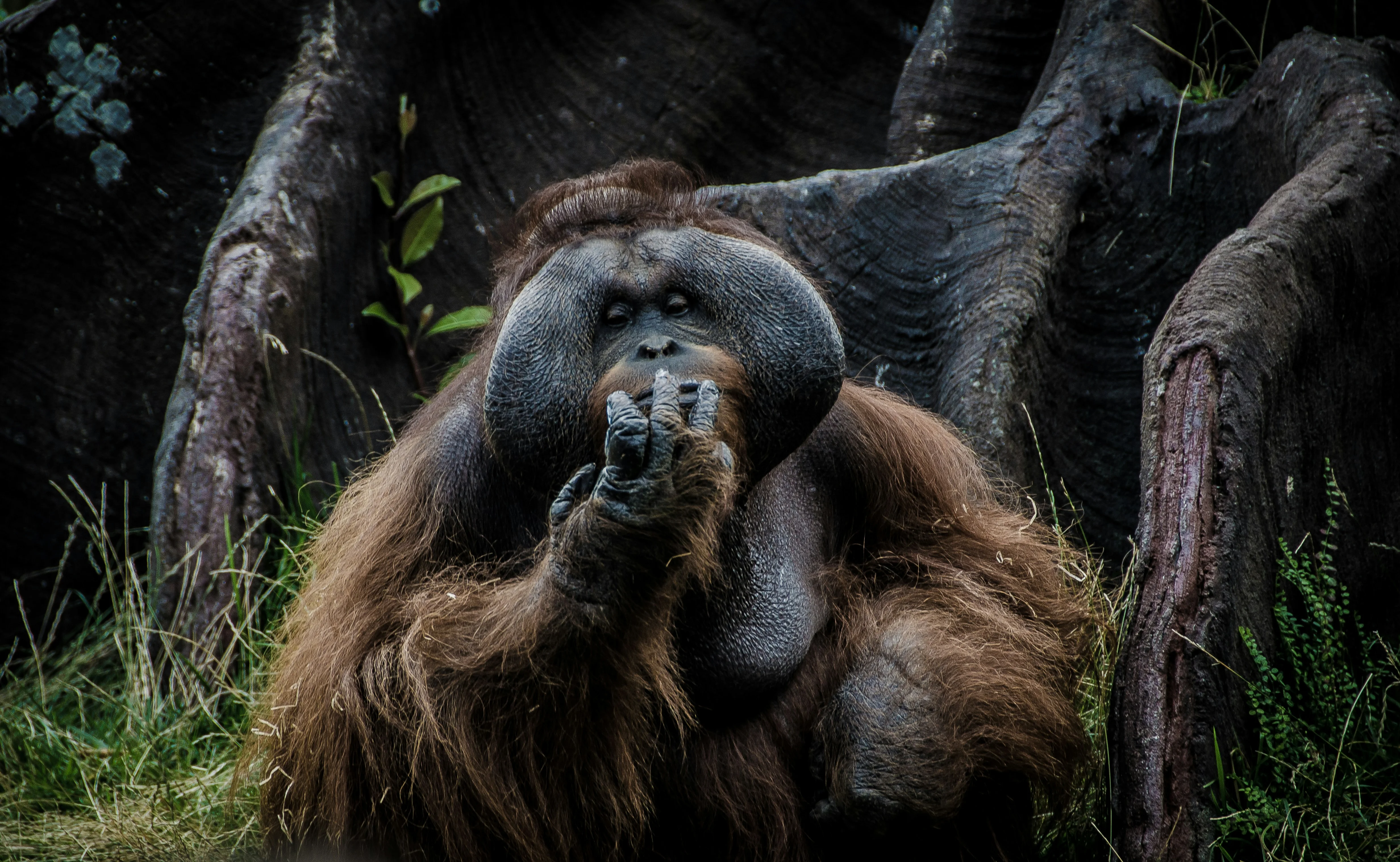 Understanding the Unique Biodiversity of Sumatra's Rainforests Image 1