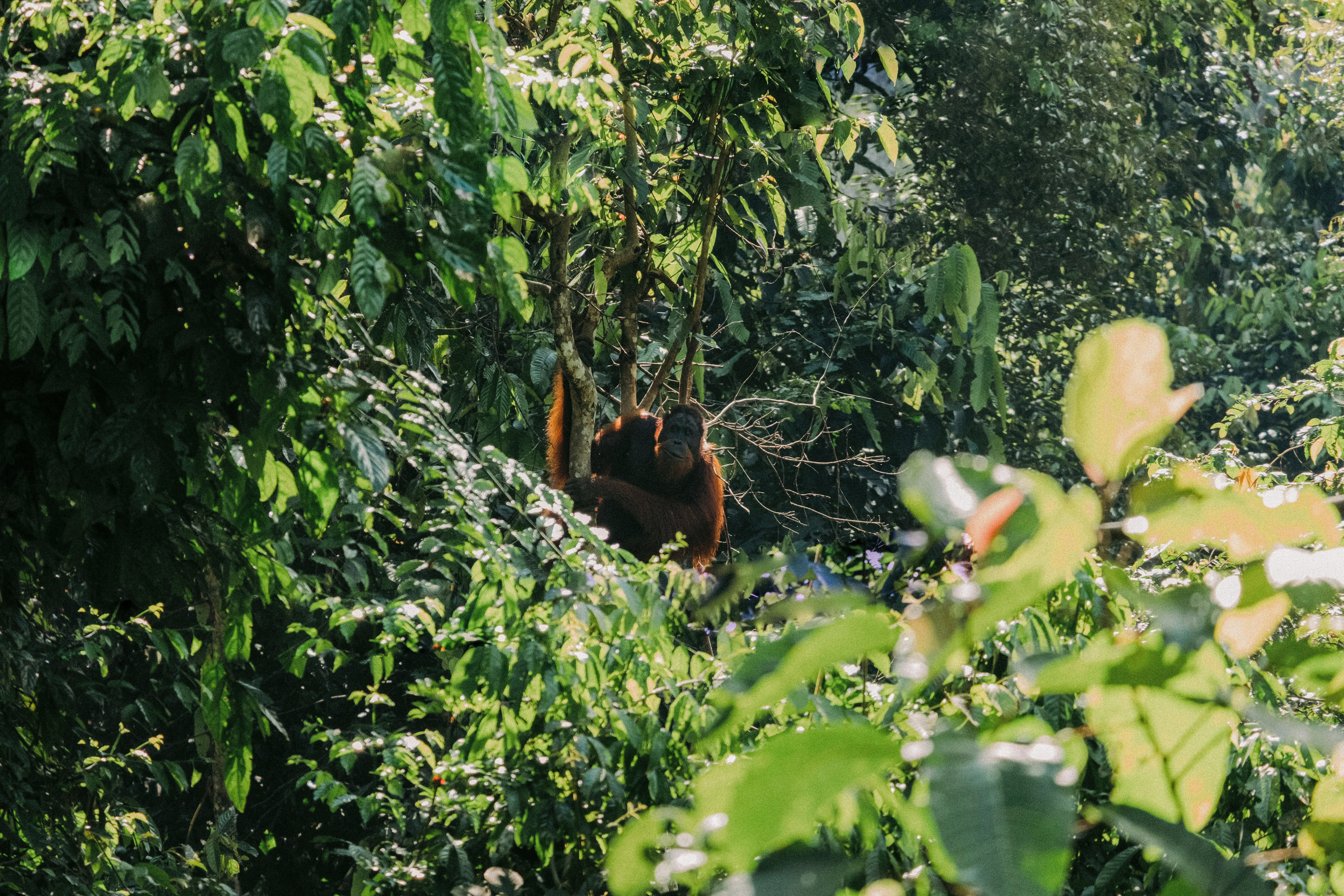 Understanding the Unique Biodiversity of Sumatra's Rainforests Image 3