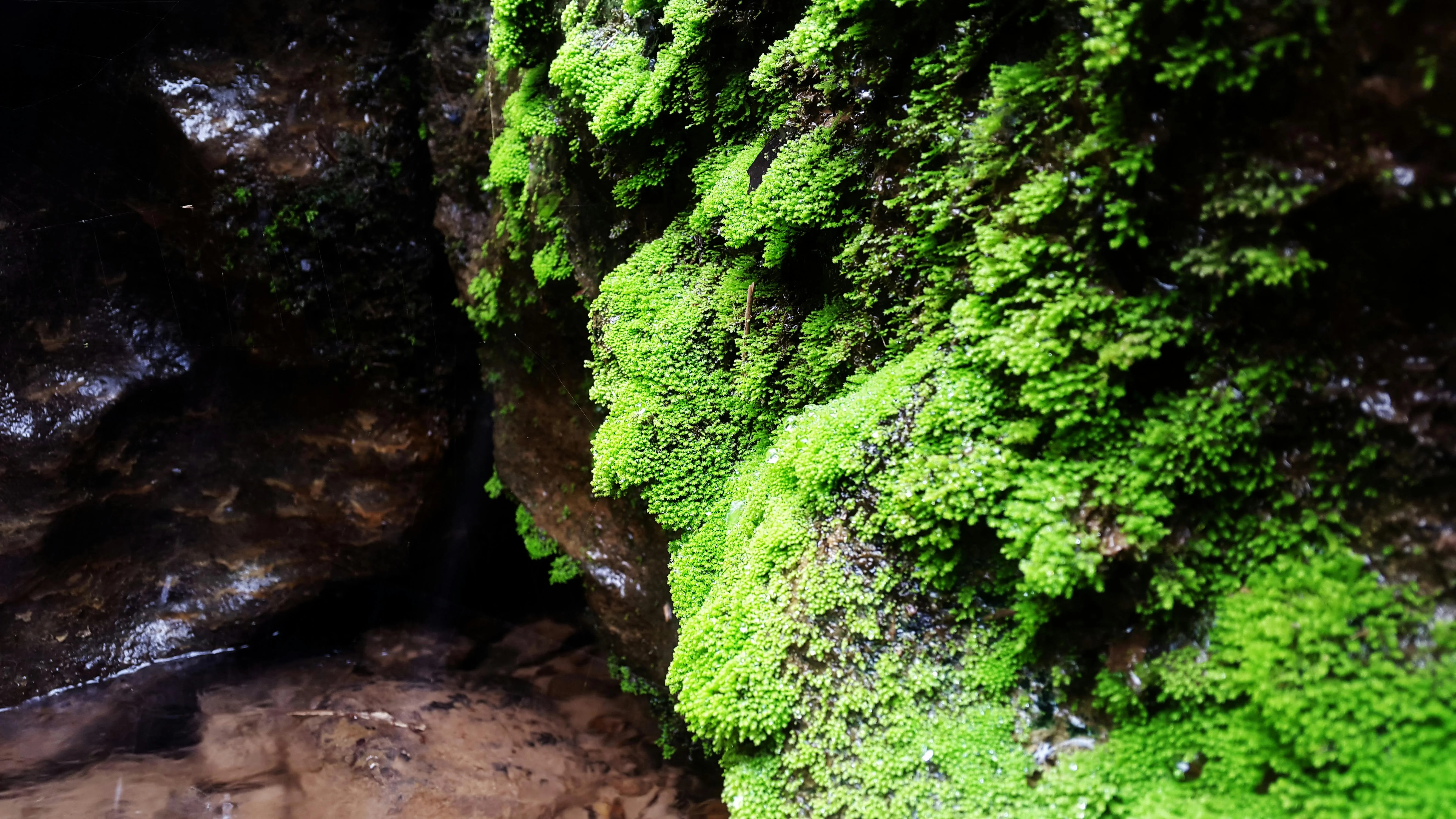 Understanding the Unique Biodiversity of Sumatra's Rainforests