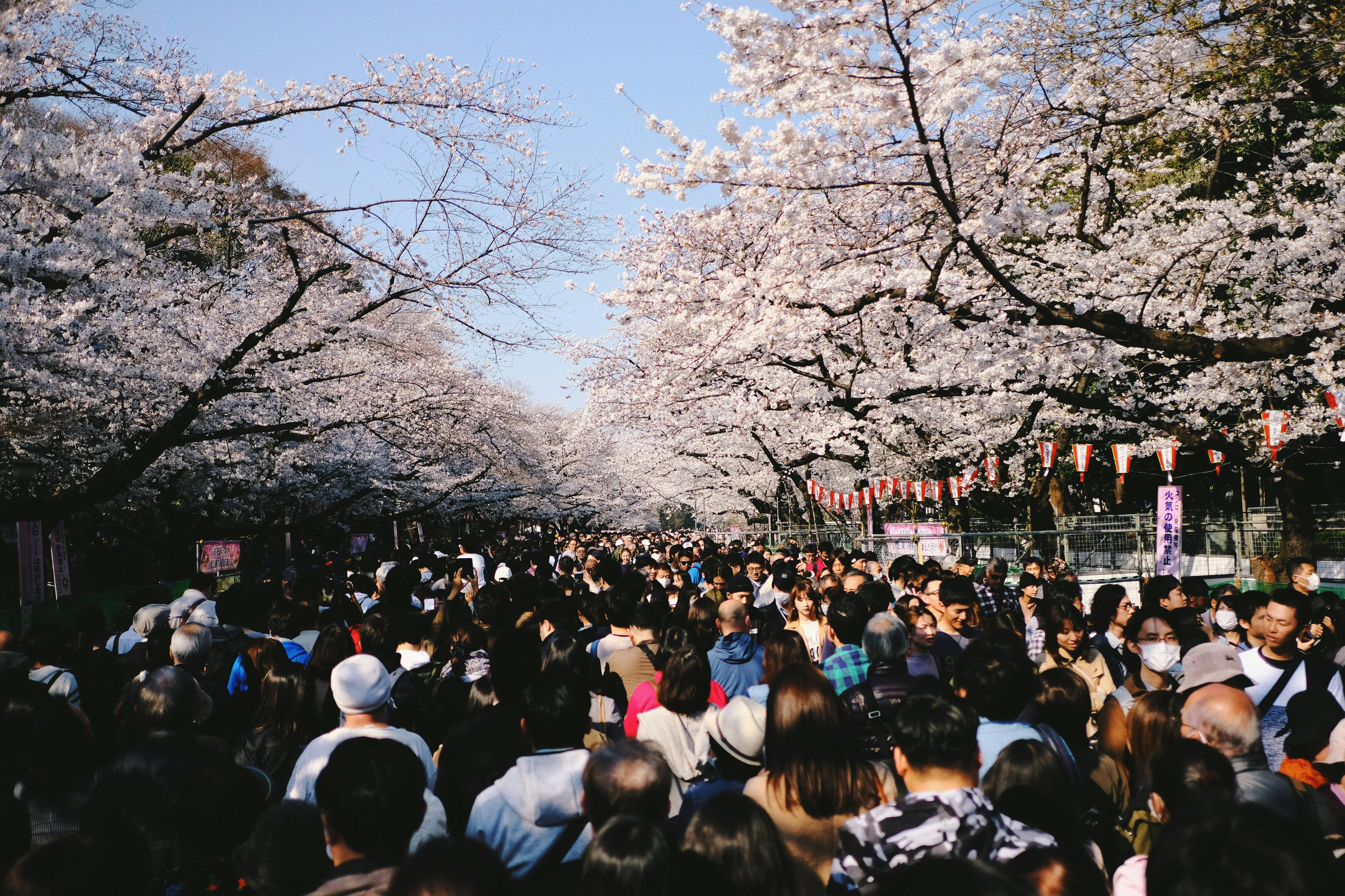 Love Blossoms: Cherry Blossom Viewing Spots in Nagasaki Image 1