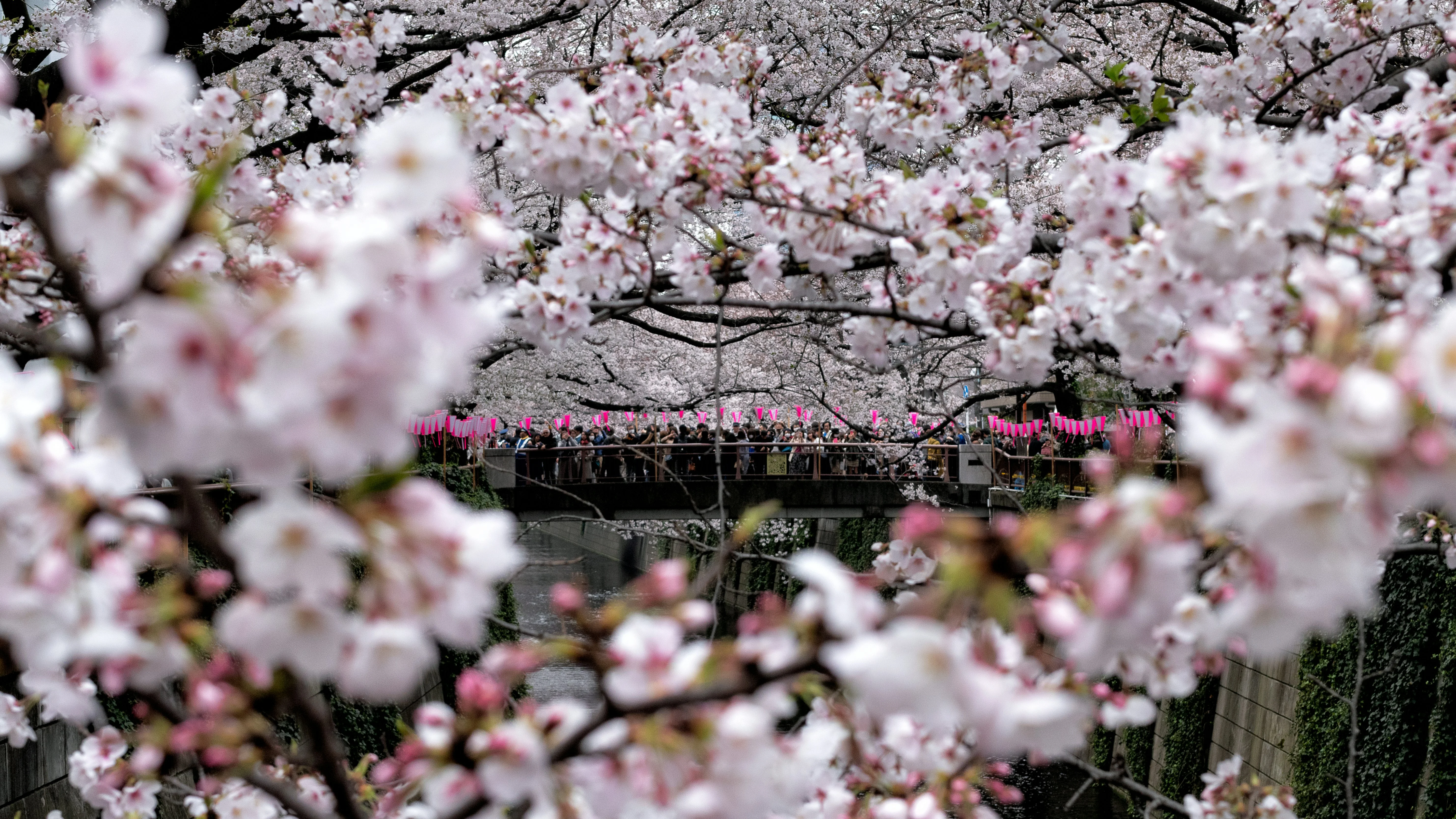 Love Blossoms: Cherry Blossom Viewing Spots in Nagasaki Image 2