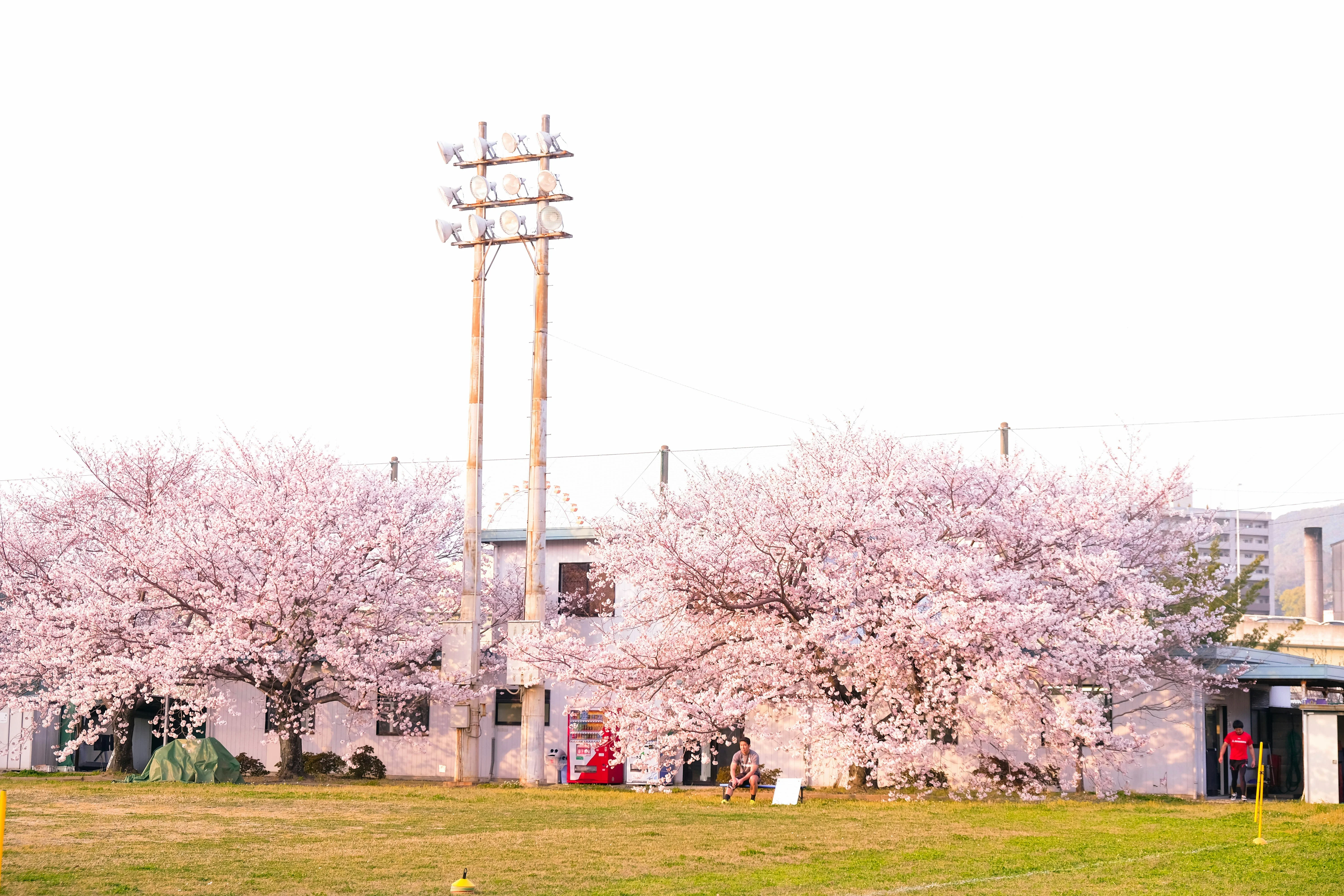 Love Blossoms: Cherry Blossom Viewing Spots in Nagasaki