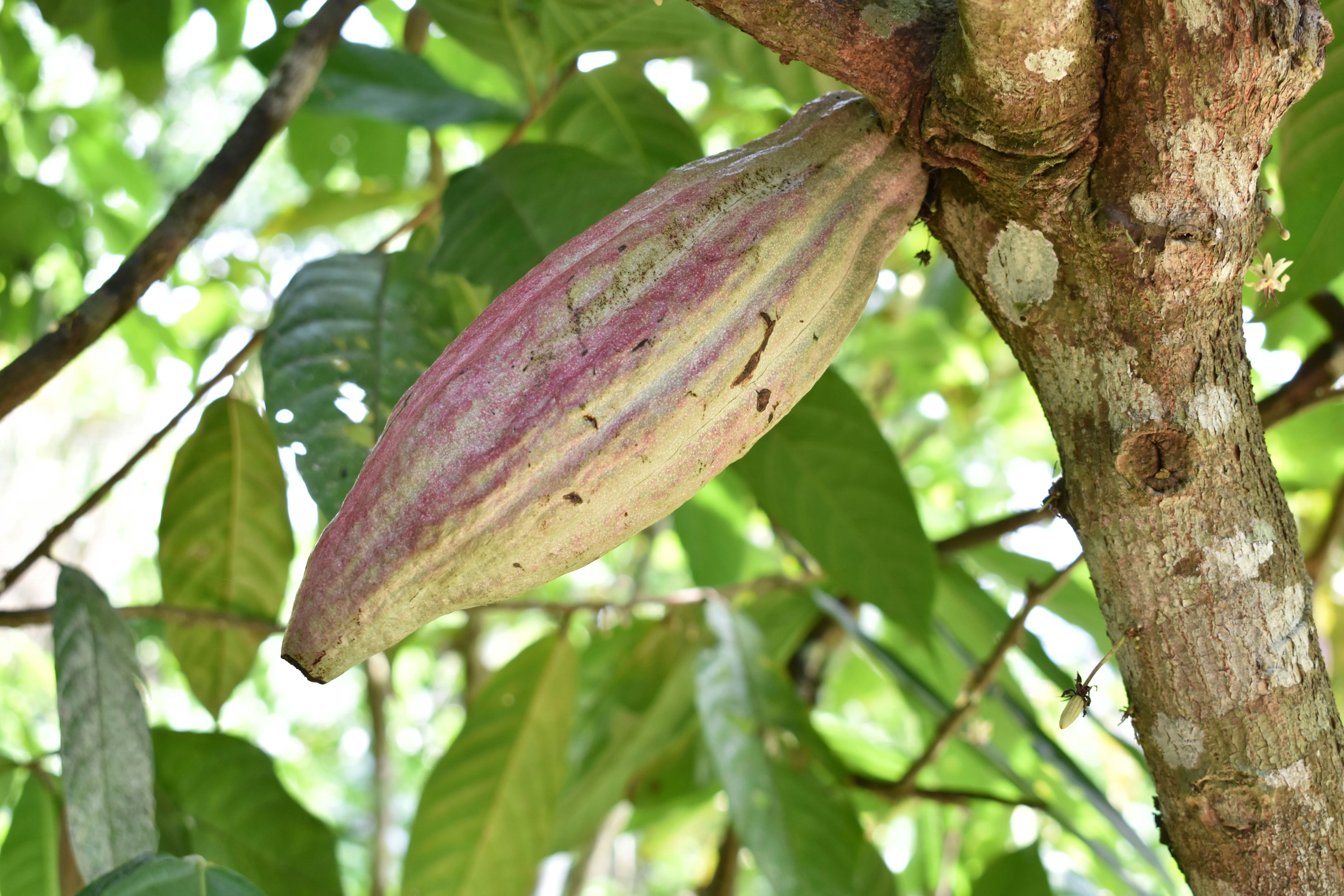 Tasting Terroir: Philippine Chocolate and the Ethical Cacao Revolution Image 2