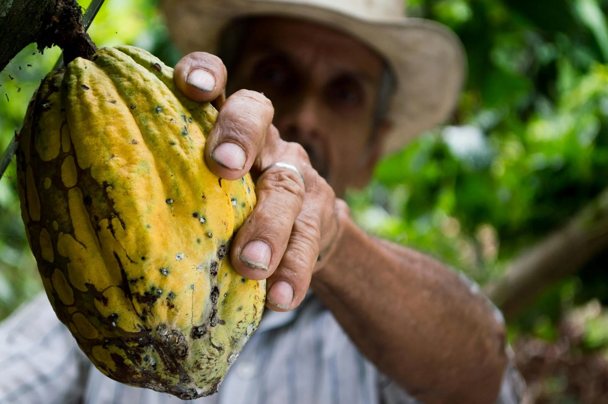 Tasting Terroir: Philippine Chocolate and the Ethical Cacao Revolution