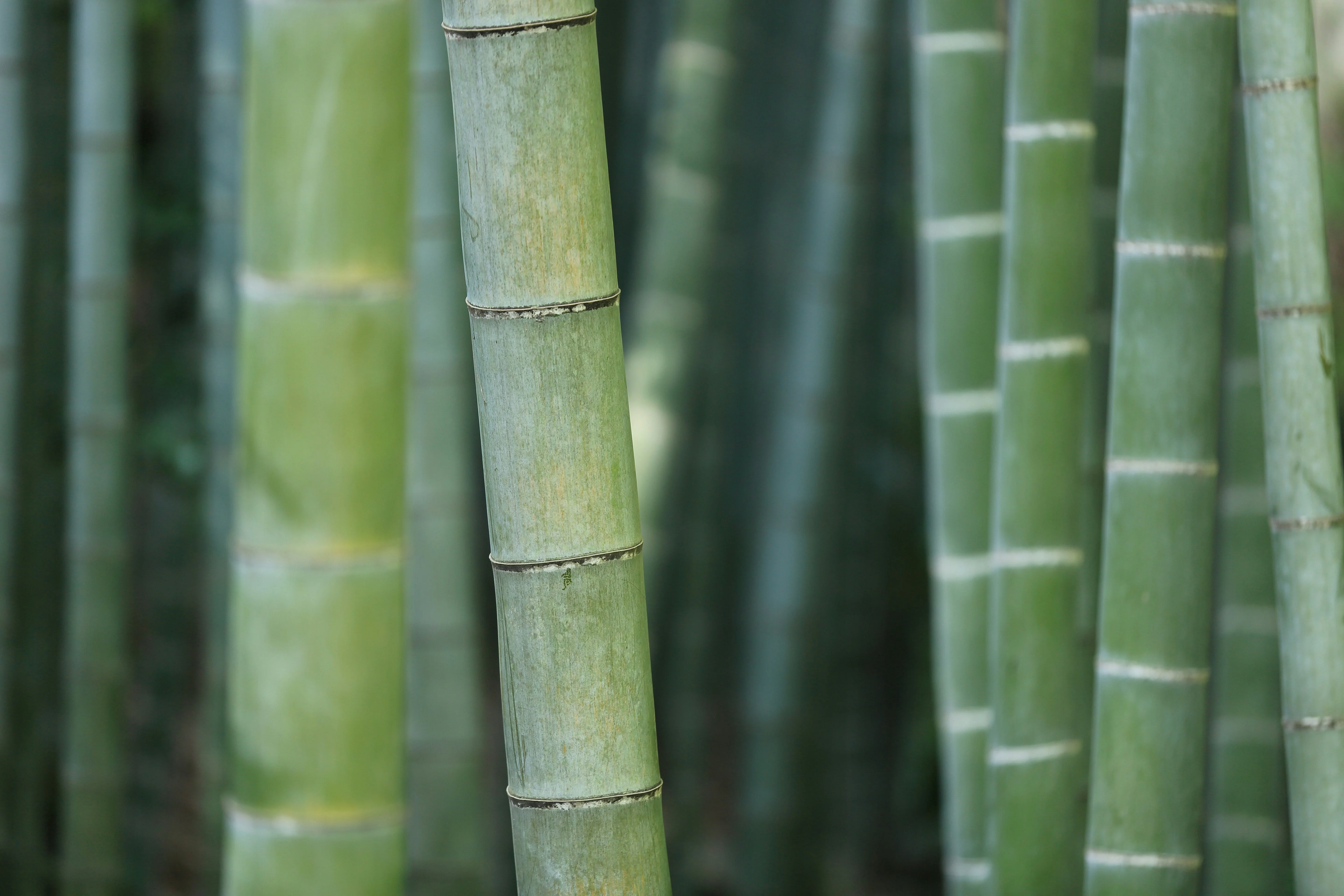 Bikes and Bamboo: Sustainable Transport Options in Saigon Image 2