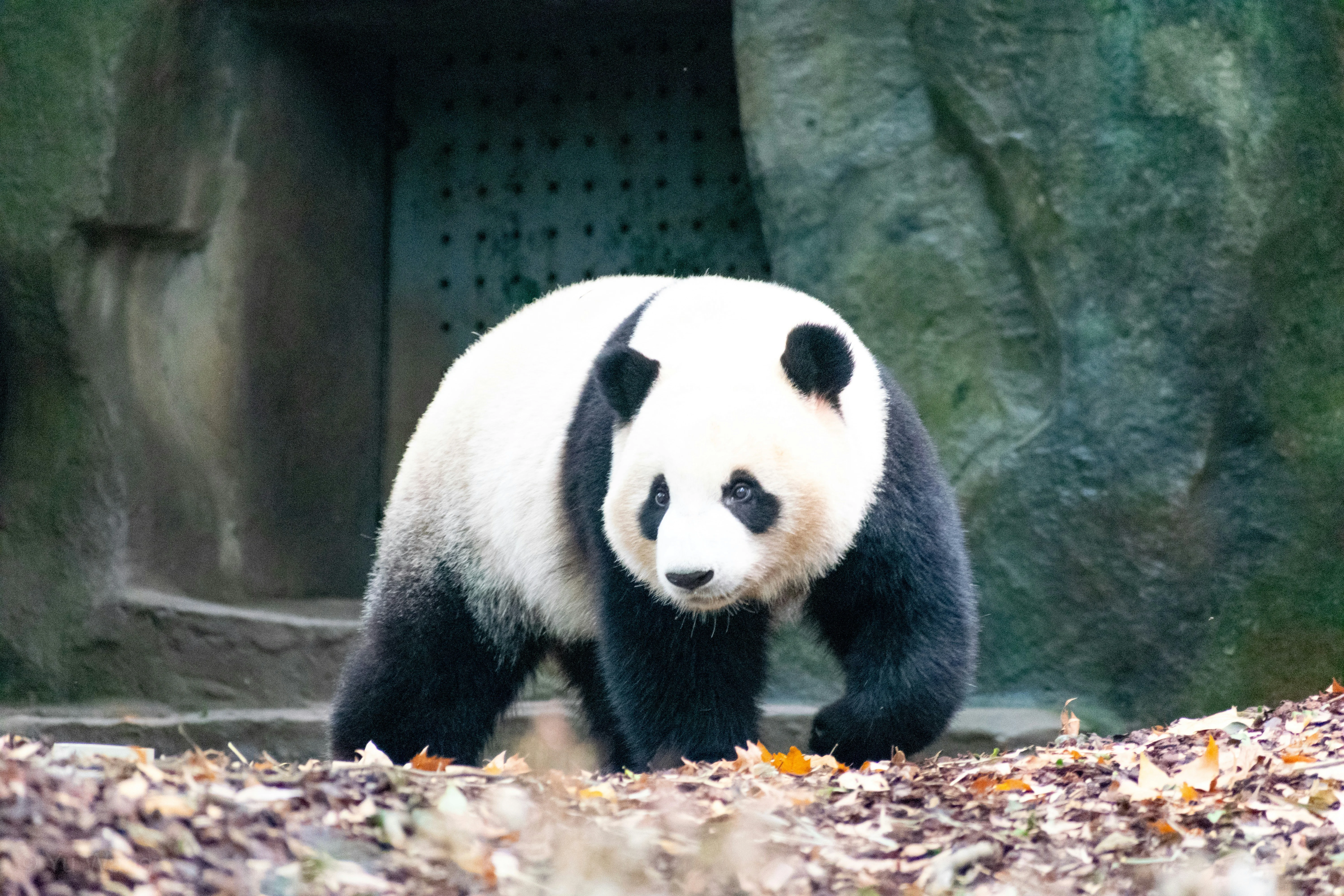 The Spirit of the Panda: A Visit to Sichuan's Giant Panda Sanctuaries Image 1