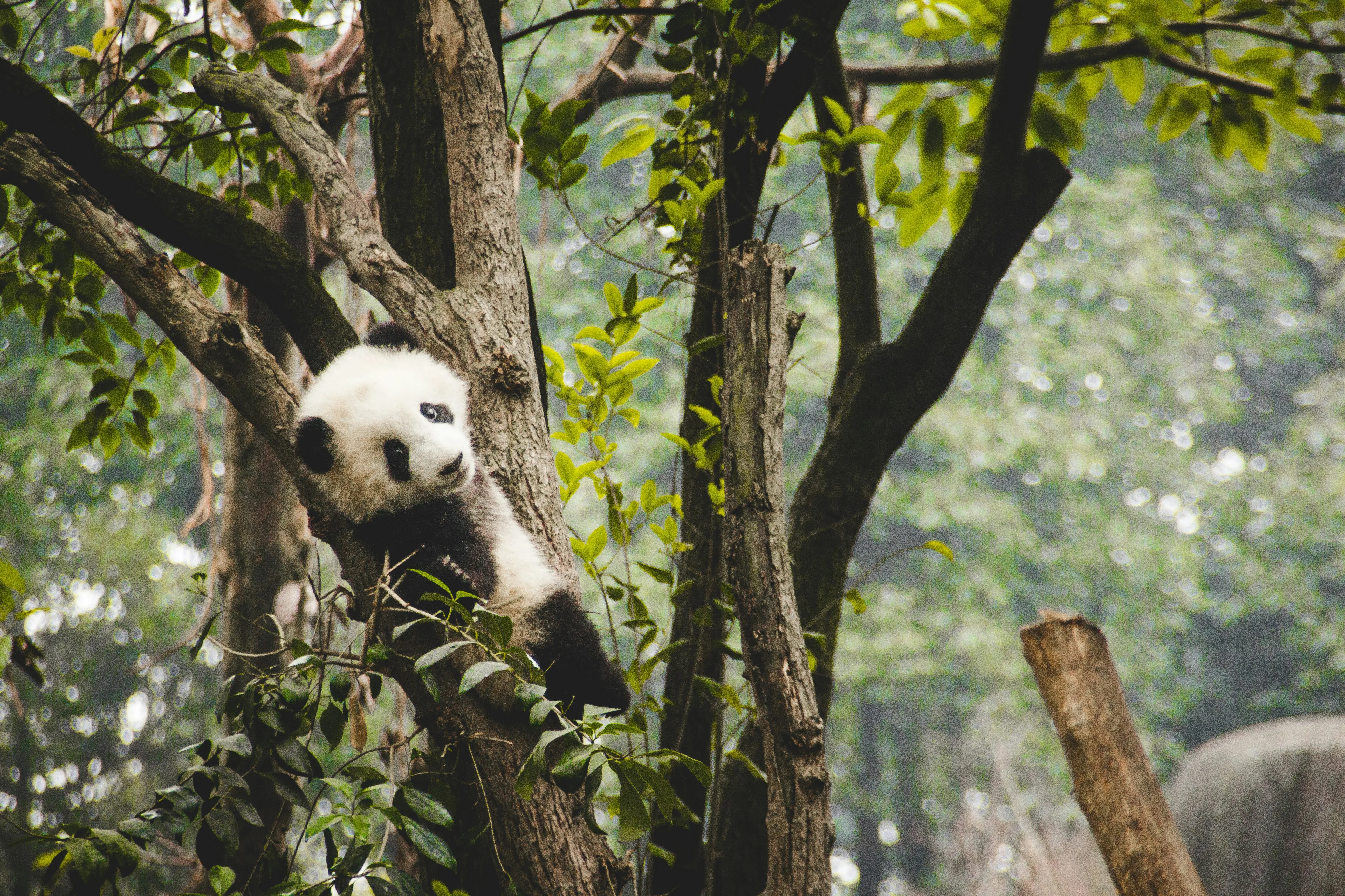 The Spirit of the Panda: A Visit to Sichuan's Giant Panda Sanctuaries Image 2