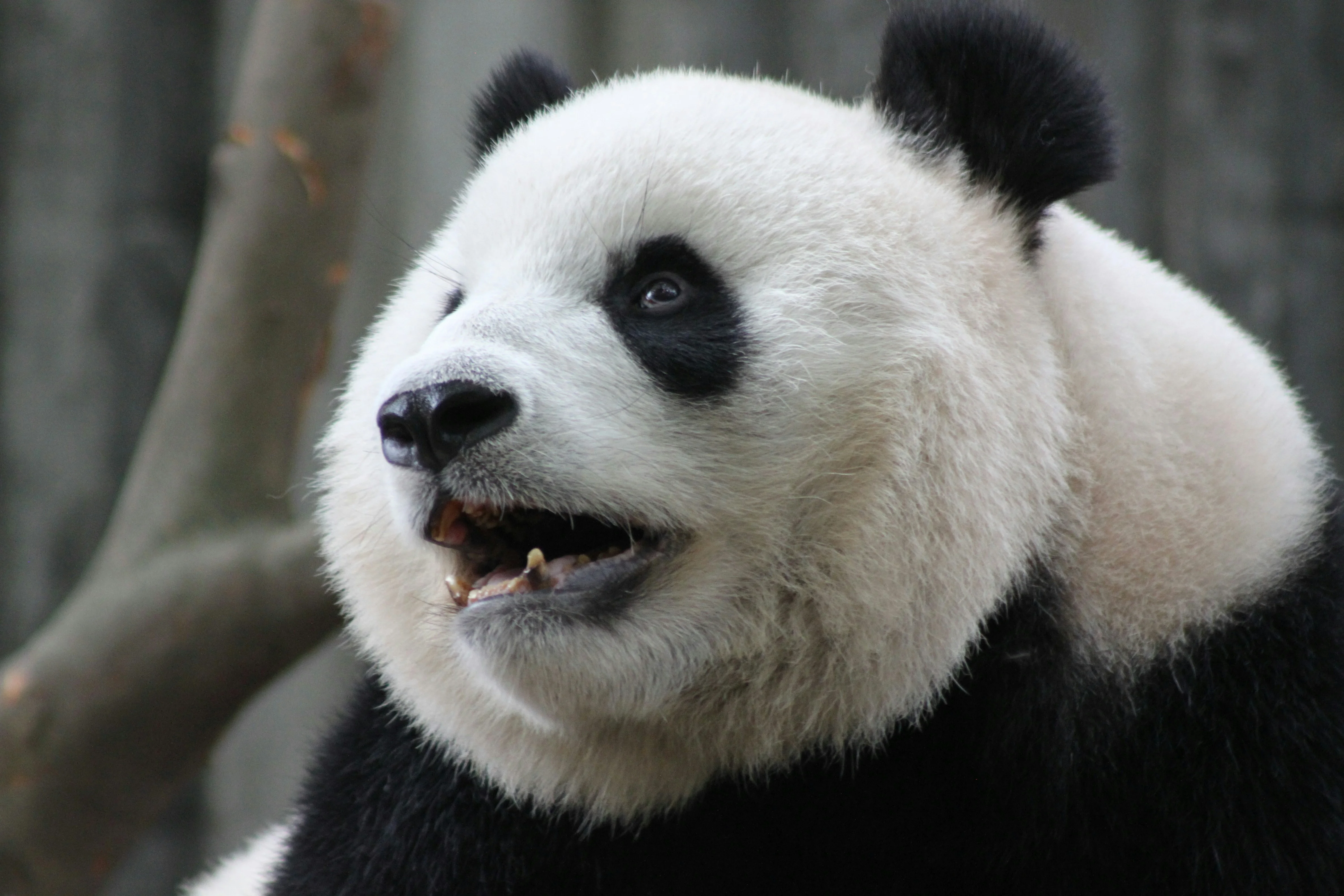 The Spirit of the Panda: A Visit to Sichuan's Giant Panda Sanctuaries Image 3