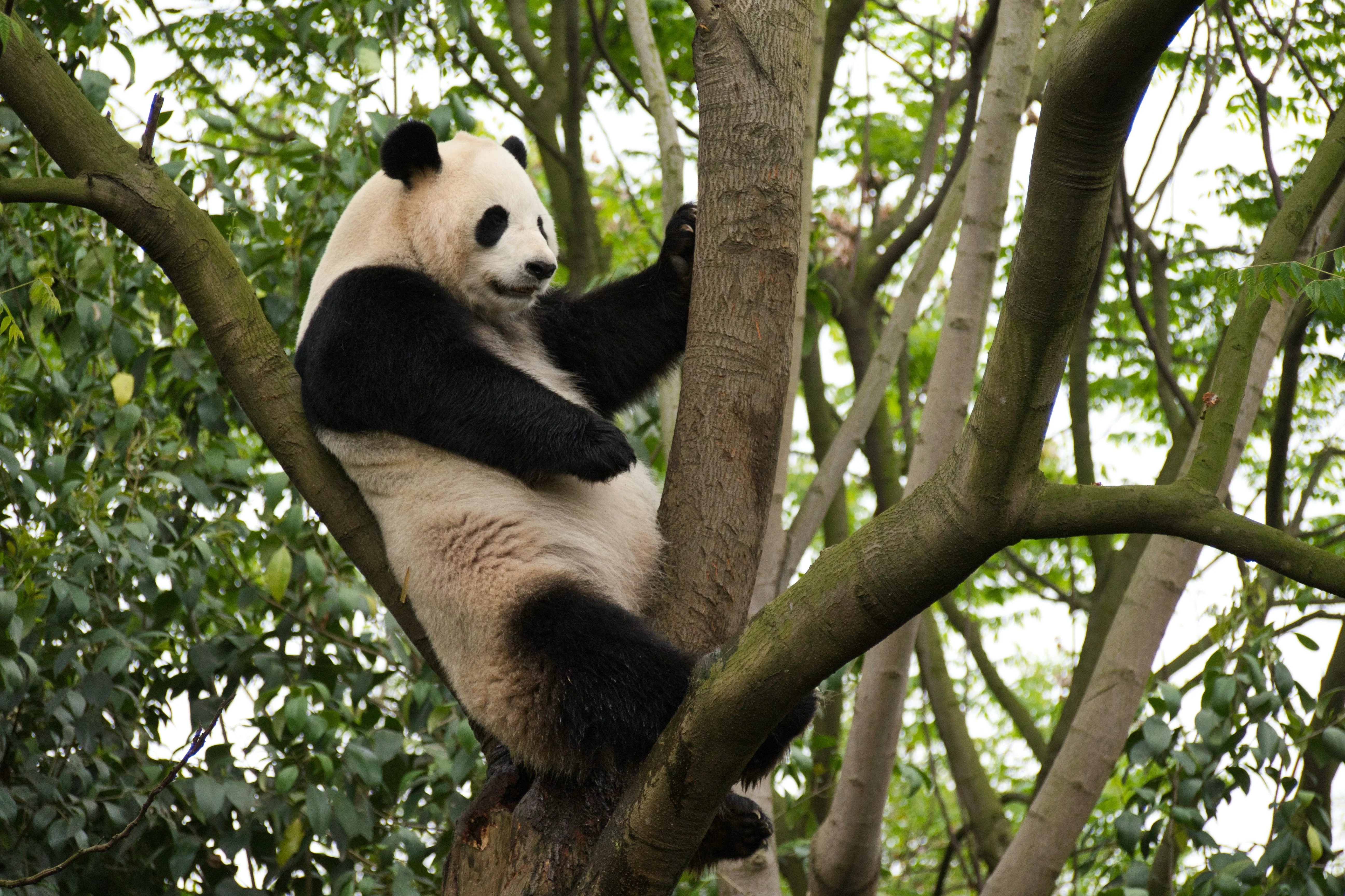 The Spirit of the Panda: A Visit to Sichuan's Giant Panda Sanctuaries