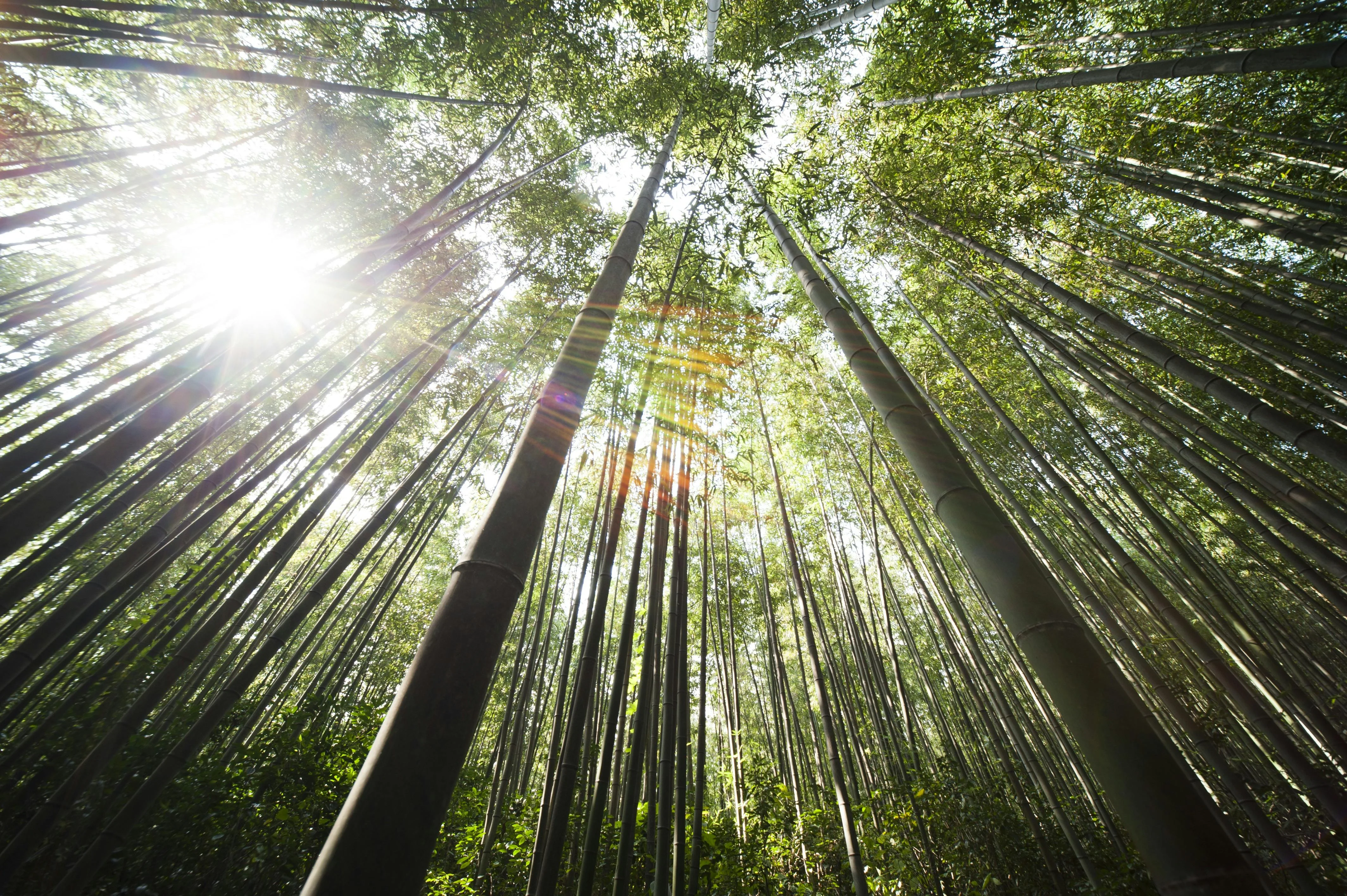 A Symphony of Silence: Uncrowded Natural Wonders in Hiroshima Prefecture Image 2