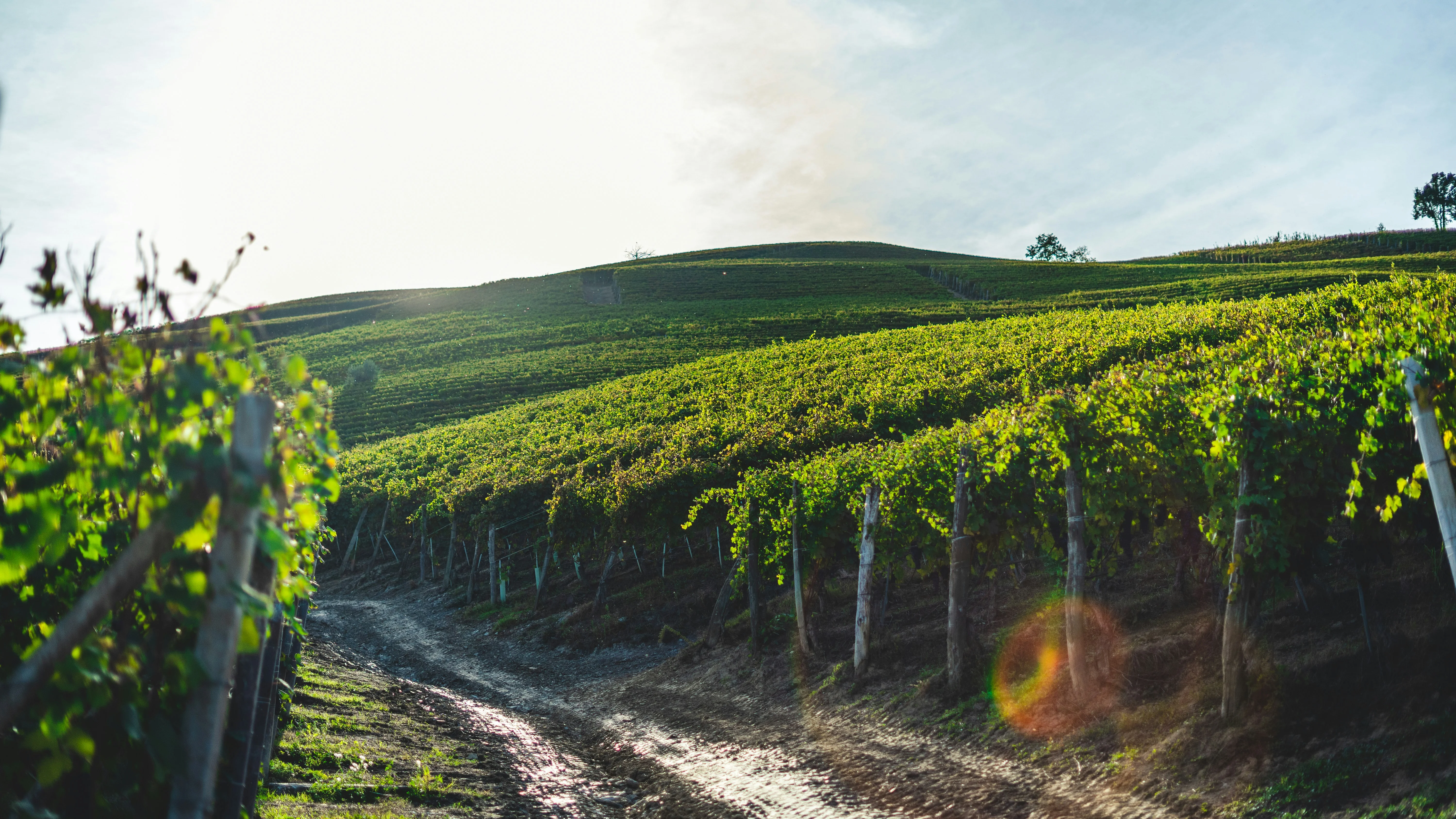 Milan's Romantic Vineyards: A Couple's Adventure Through Lombardy's Wine Trails