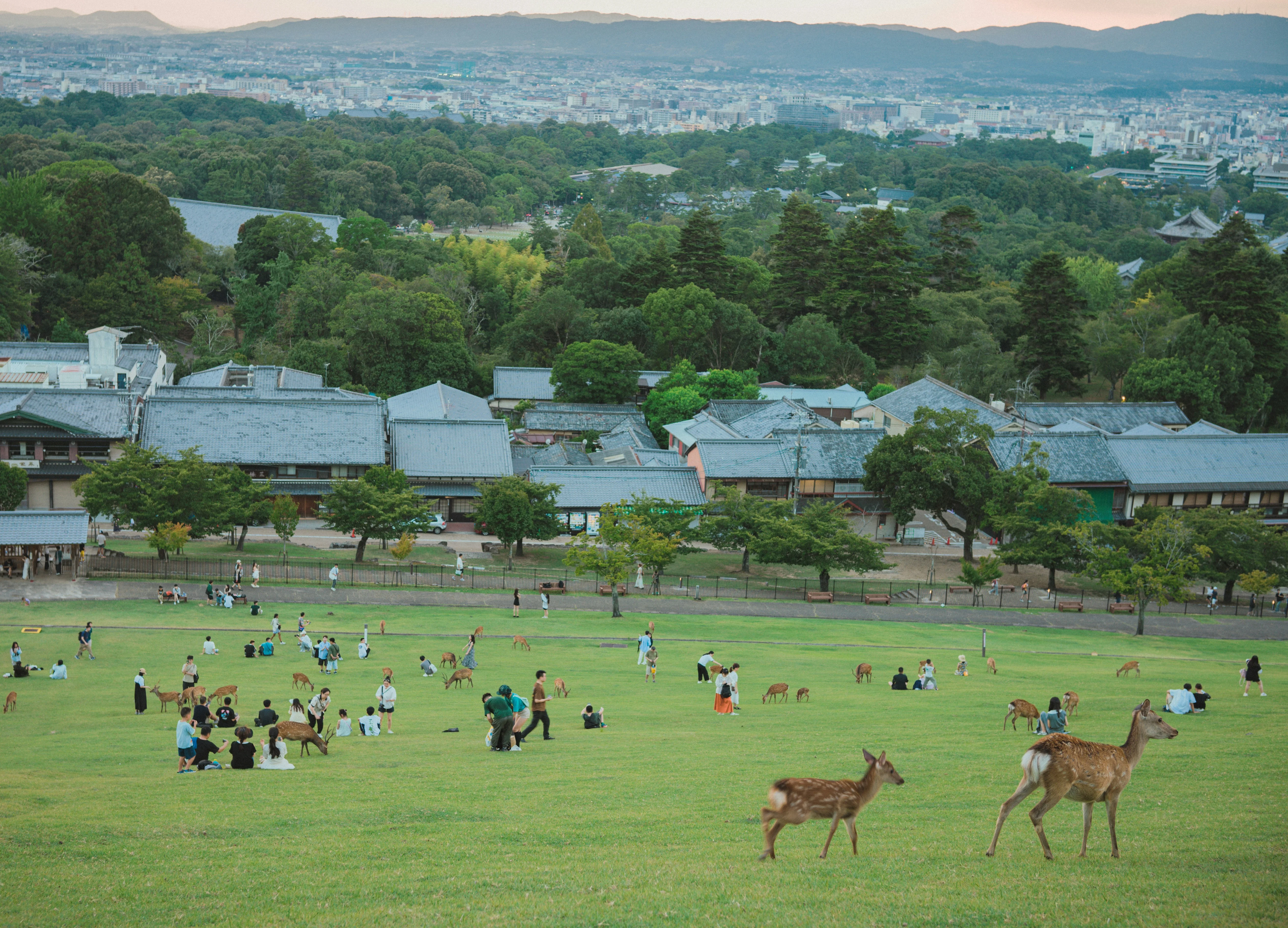 Capsule & Chic: An Ultimate Guide to Unique Weekend Stays in Nara